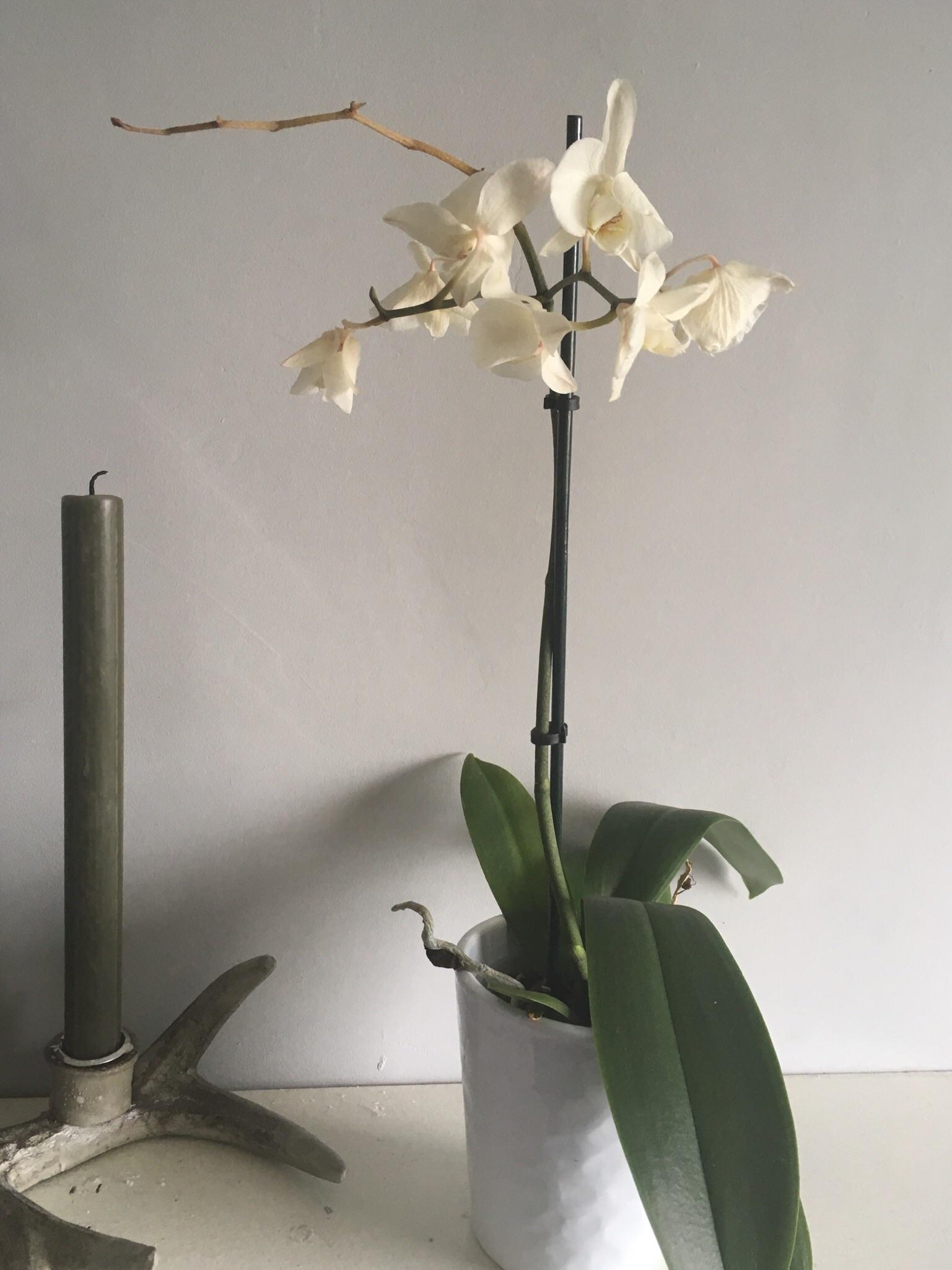 What now? Do I cut back the top stem now that the flowers have dropped