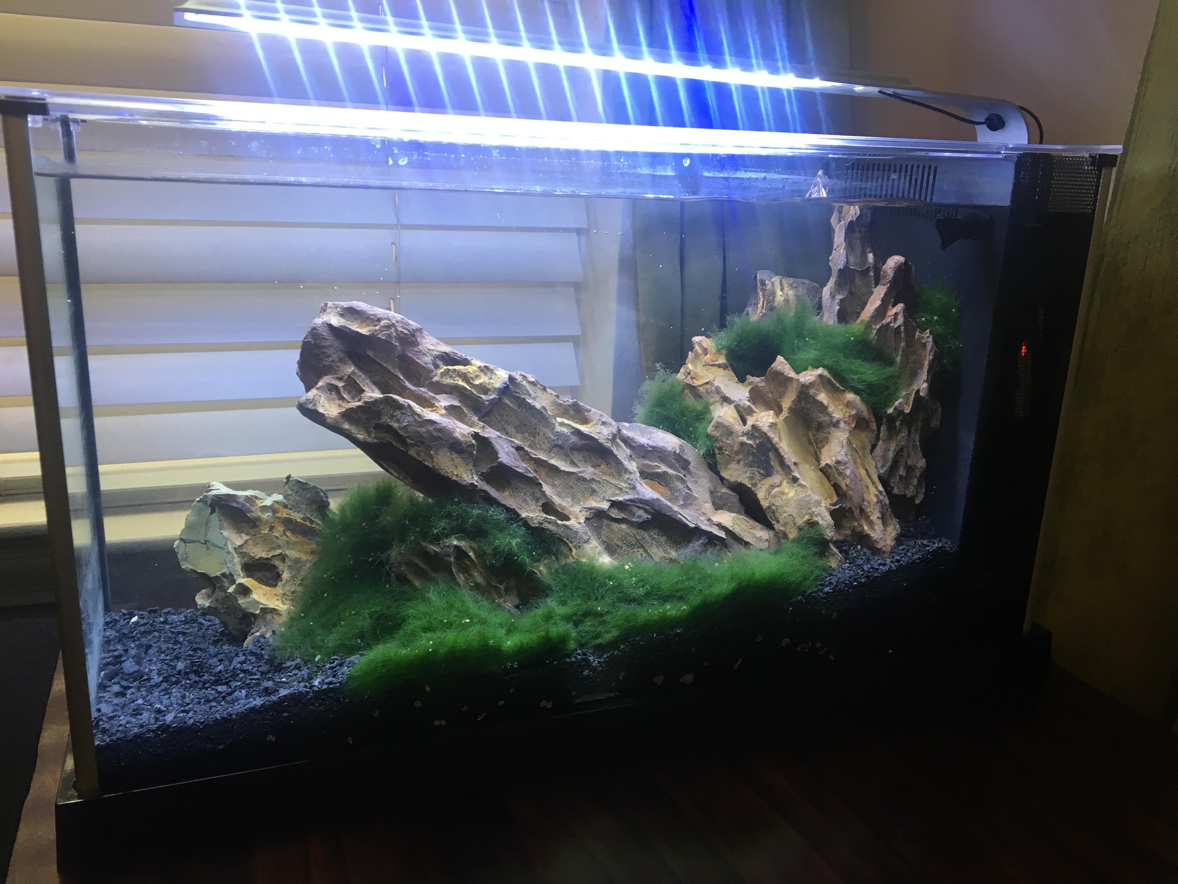 I also setup my first shrimp tank this weekend lowtech Fluval Spec V with Dragon Stone