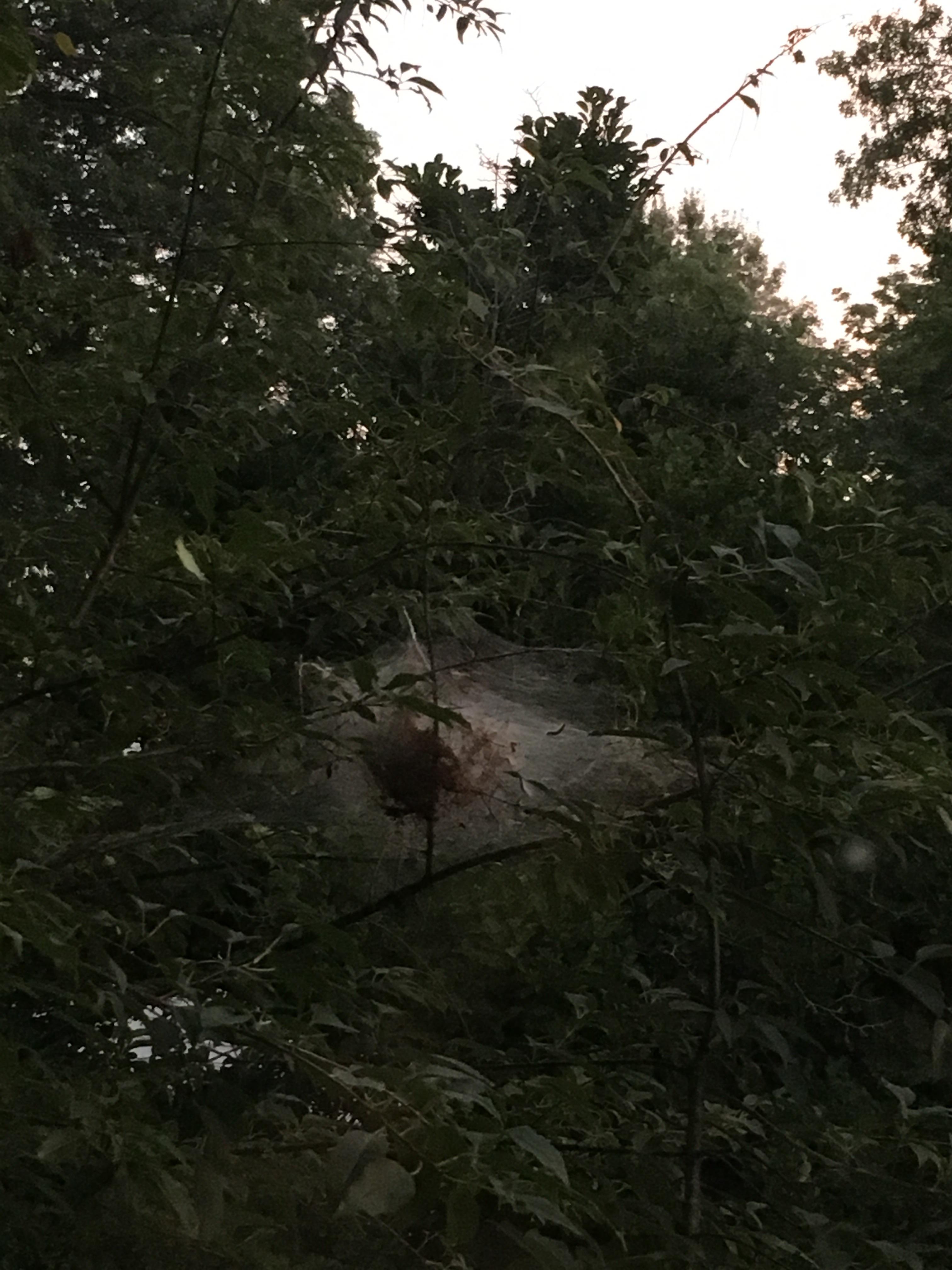 What are these spiders with huge nests all over the Midwest right now