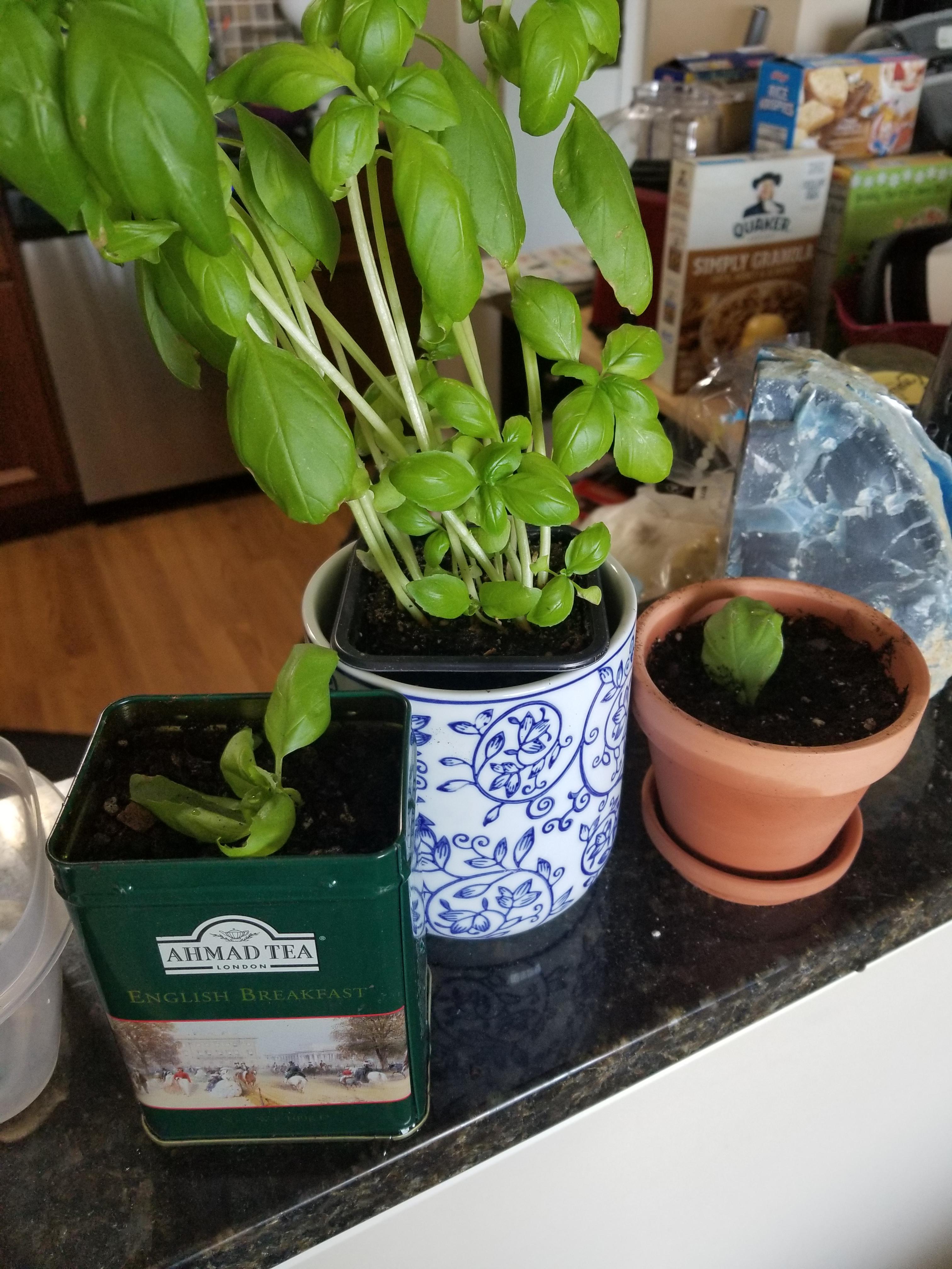 2 planted basil props and the revived grocery store basil plant I cut