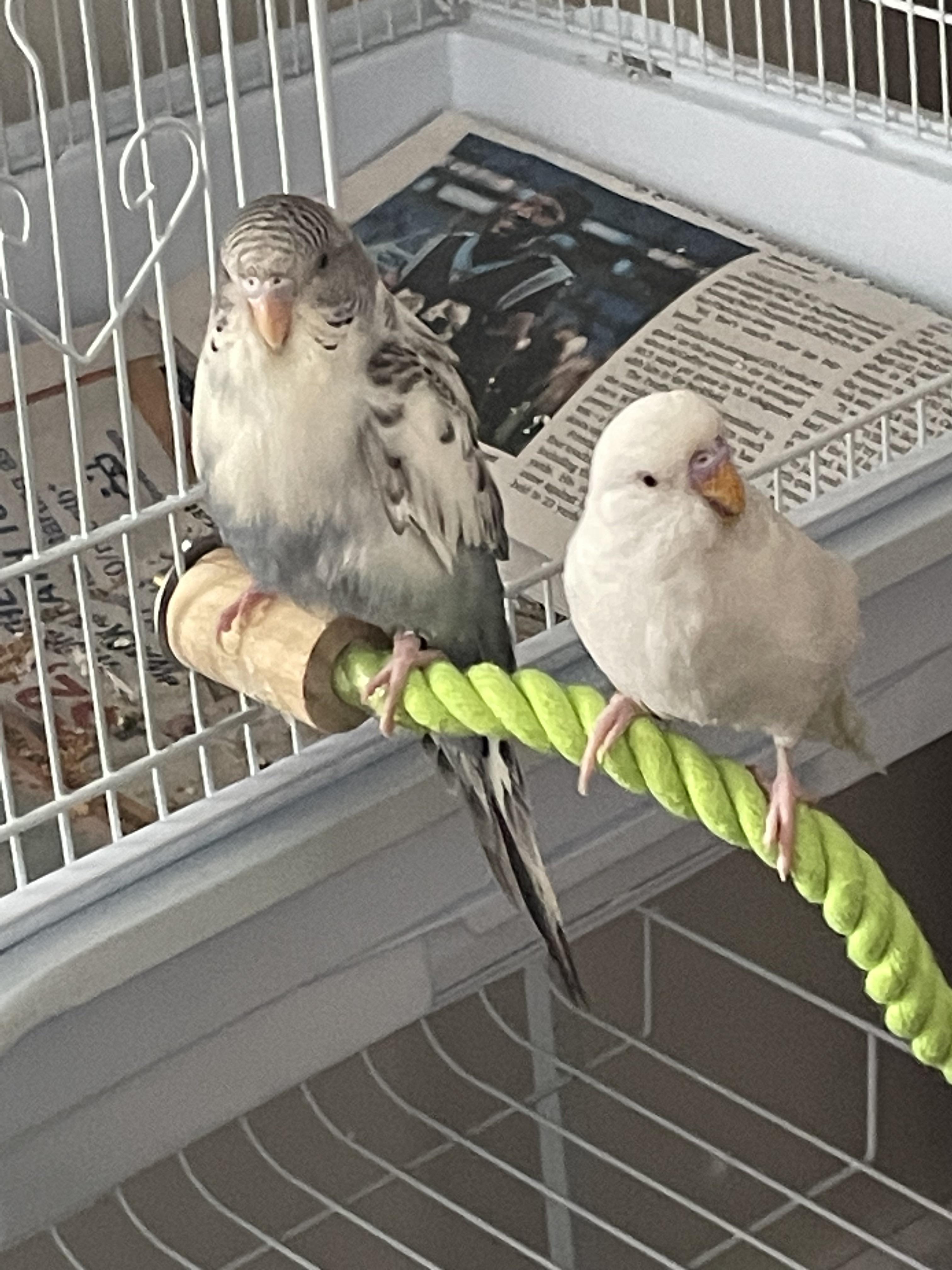 Bird safe floor cleaner? So my dad came over and cleaned my floors for
