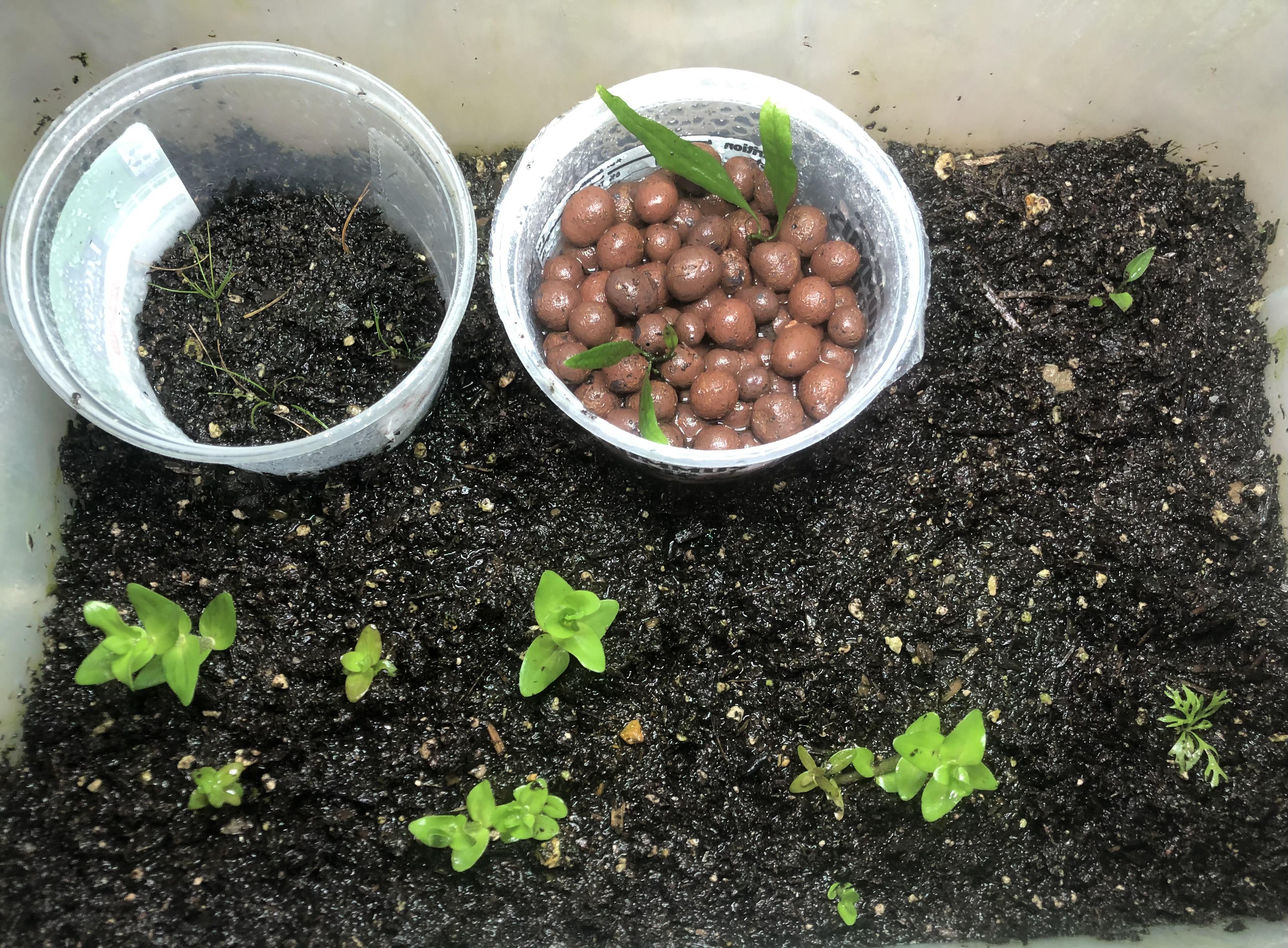 Plant farming!!!! r/Aquariums