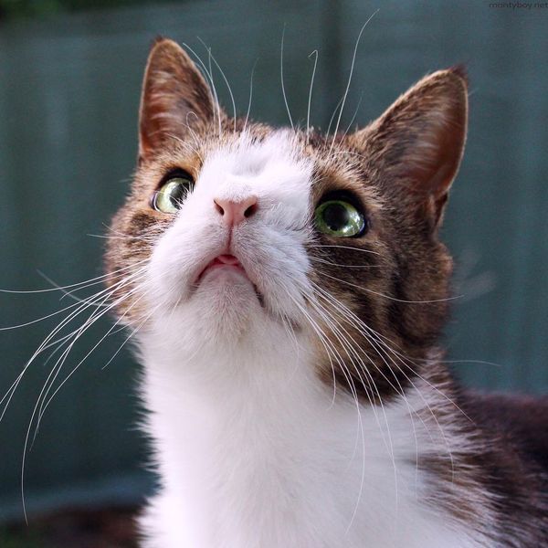 Review Of Cats With Down Syndrome Pictures References