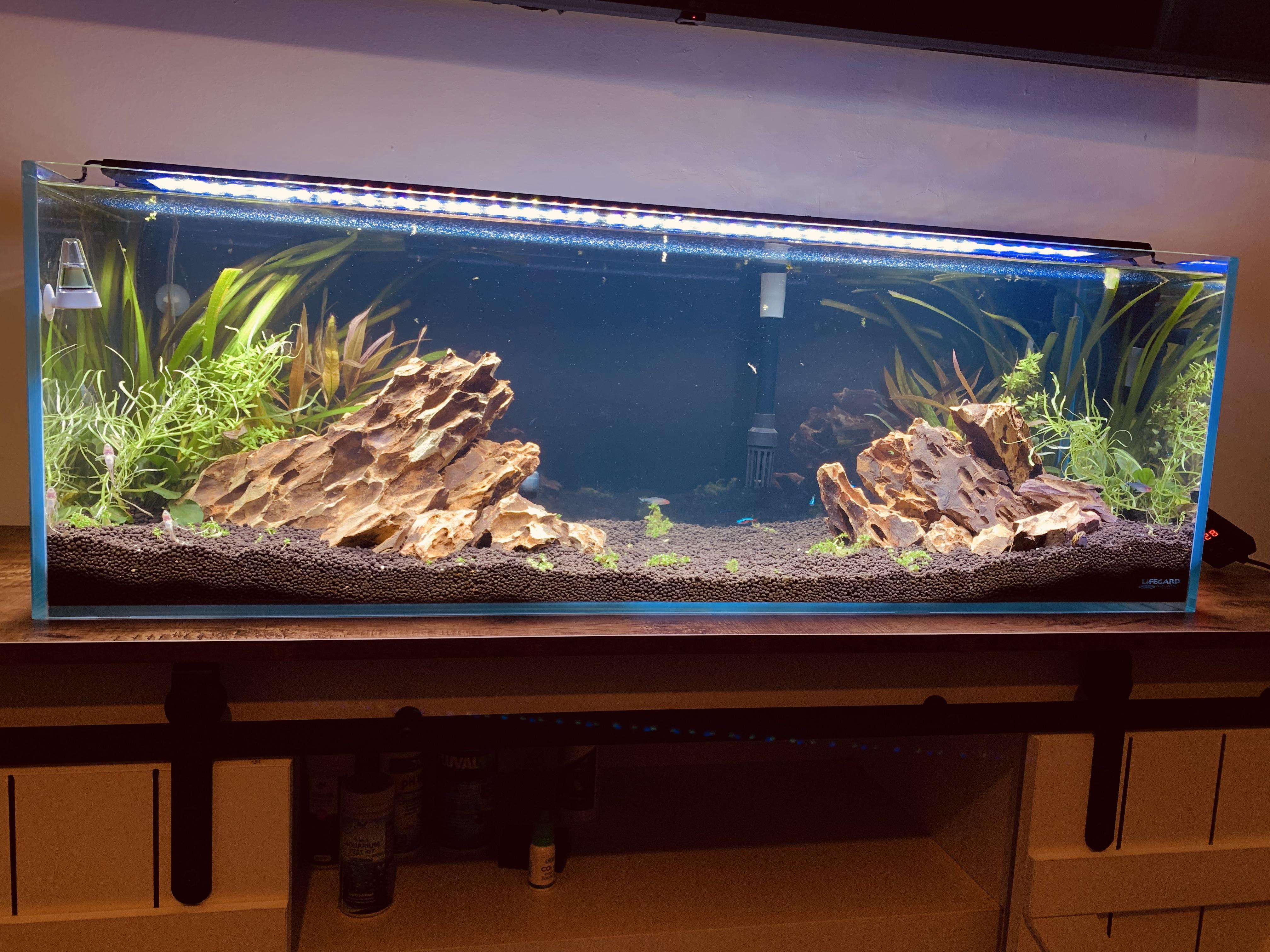 How many fish would you for this type of aquarium? Its 22 gallons, 36x12 inches im