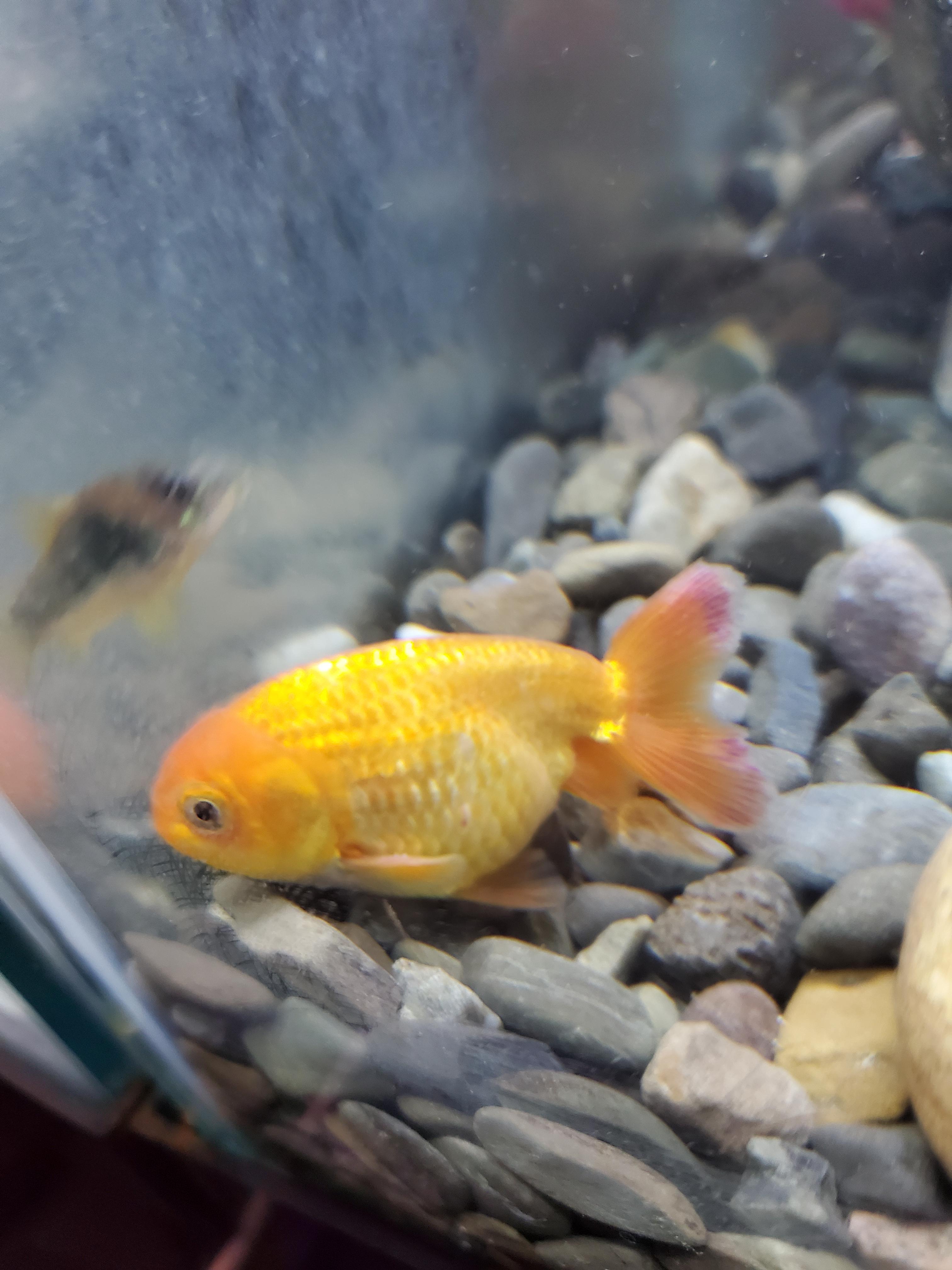 Red spots on tail and sides of new Ranchu Goldfish? r/Goldfish