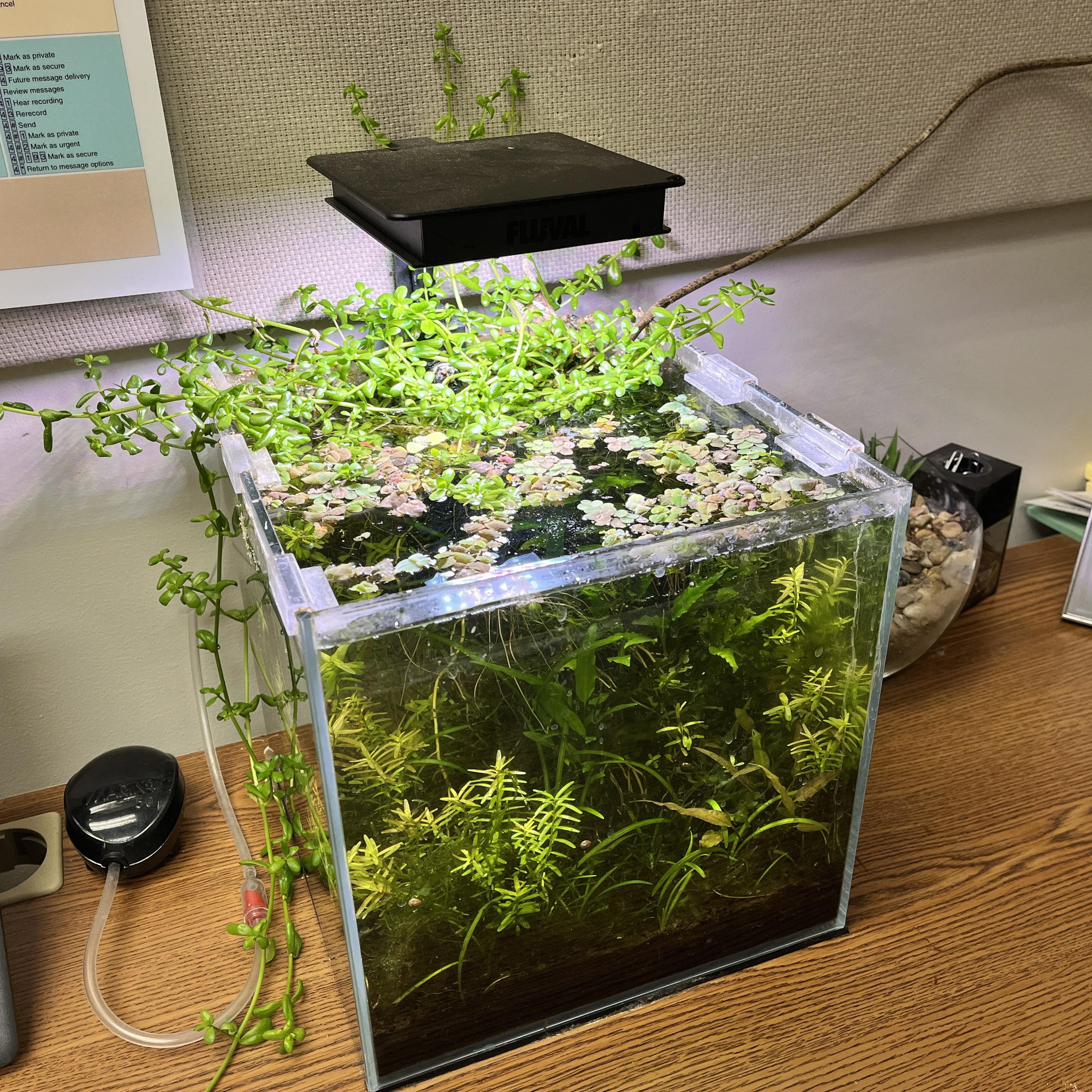 A place to share tips, tricks, and pics on growing emersed plants and