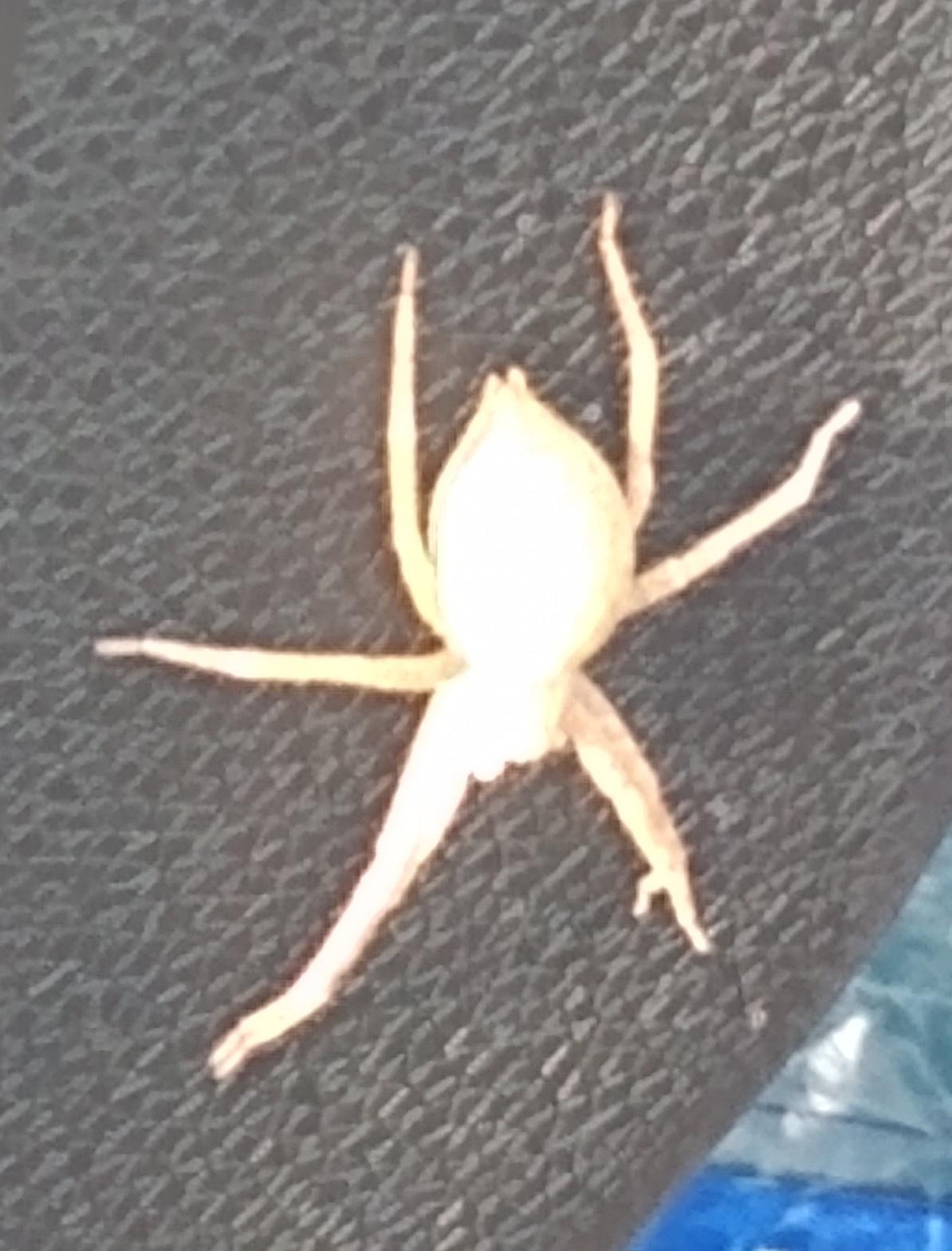 Central MN, US. Never seen a cream colored spider before. Any ideas