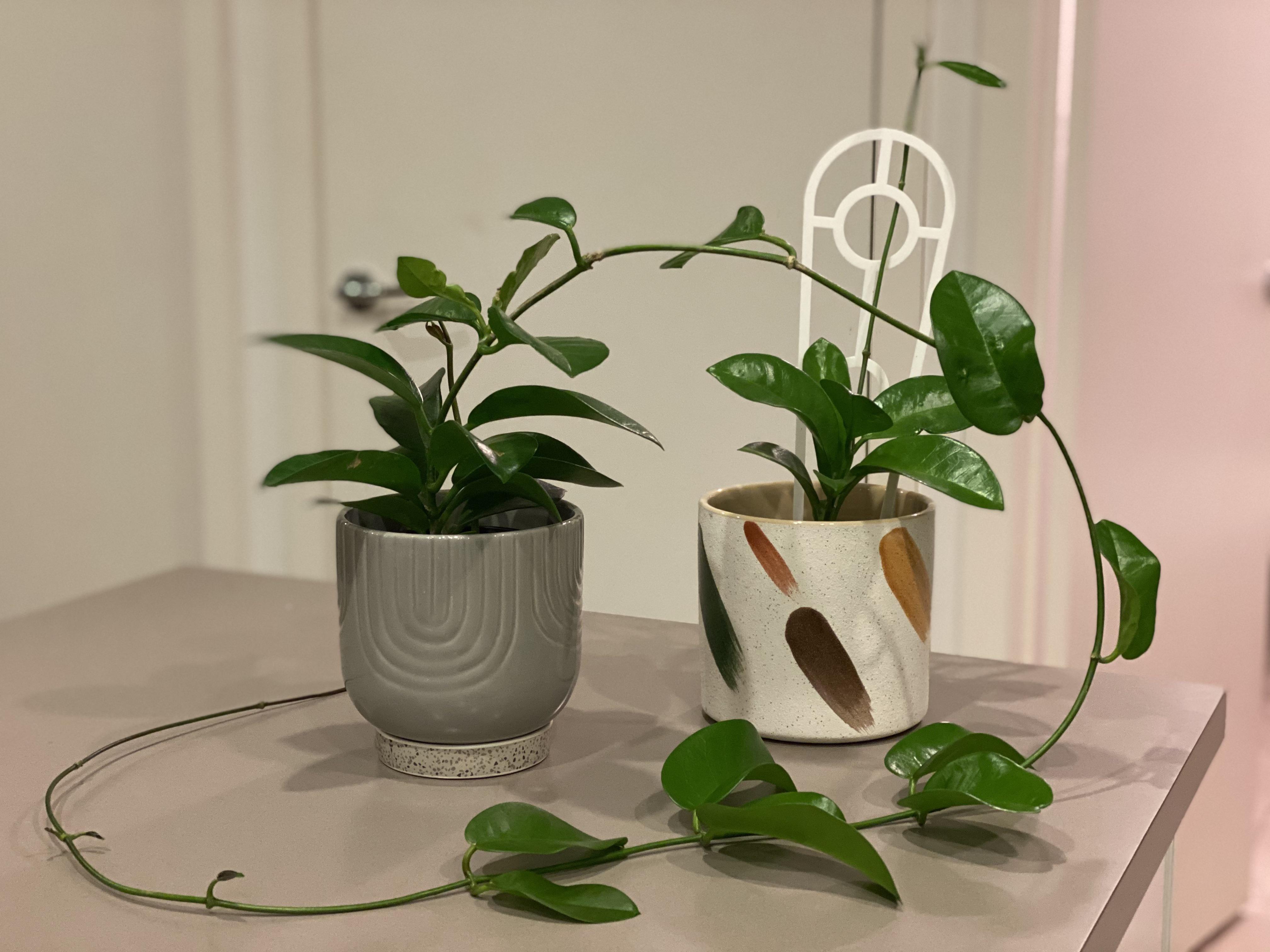 Our two hoya’s were bought at the same time and placed in different