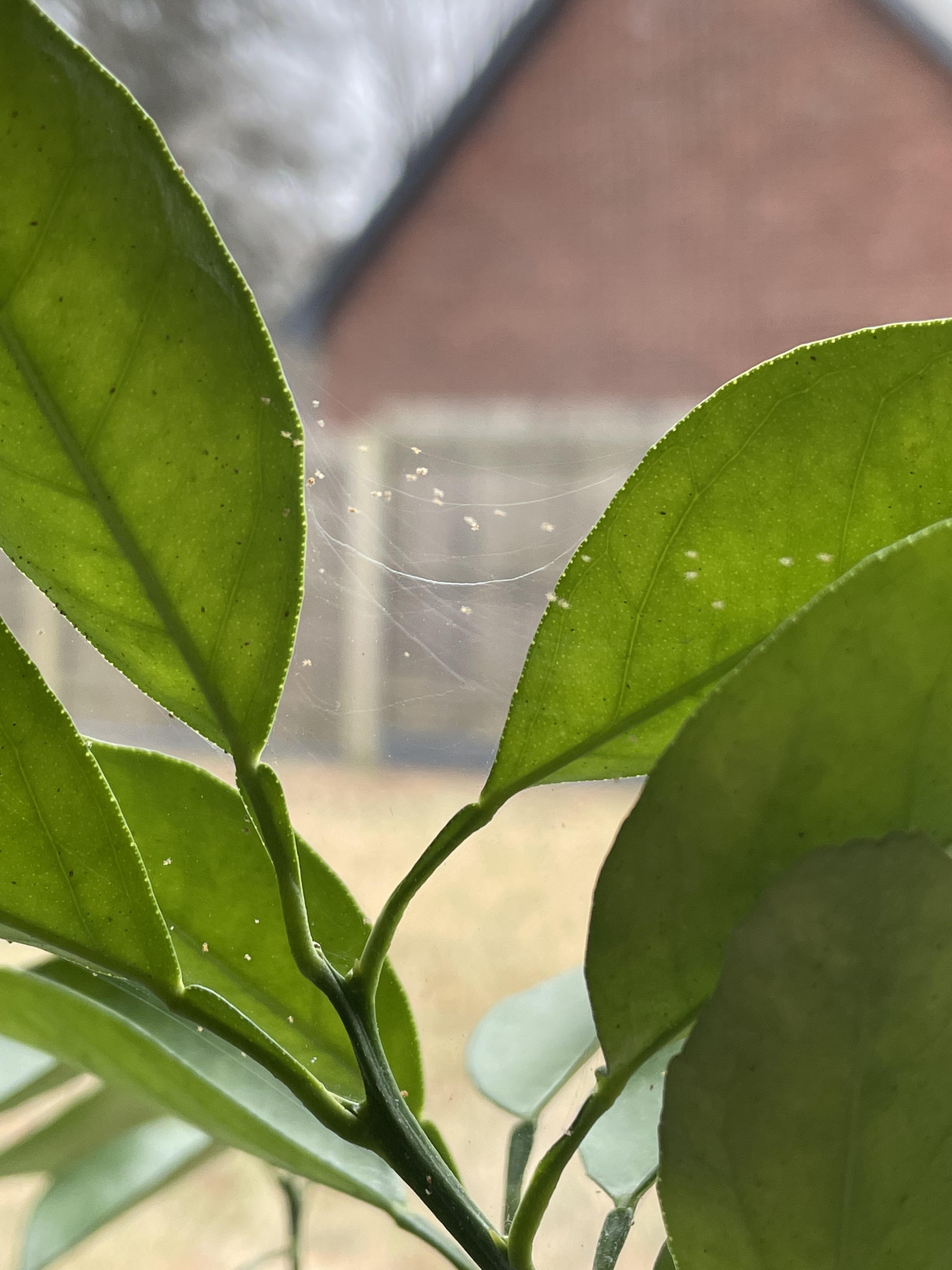 Spider Mites? r/Citrus