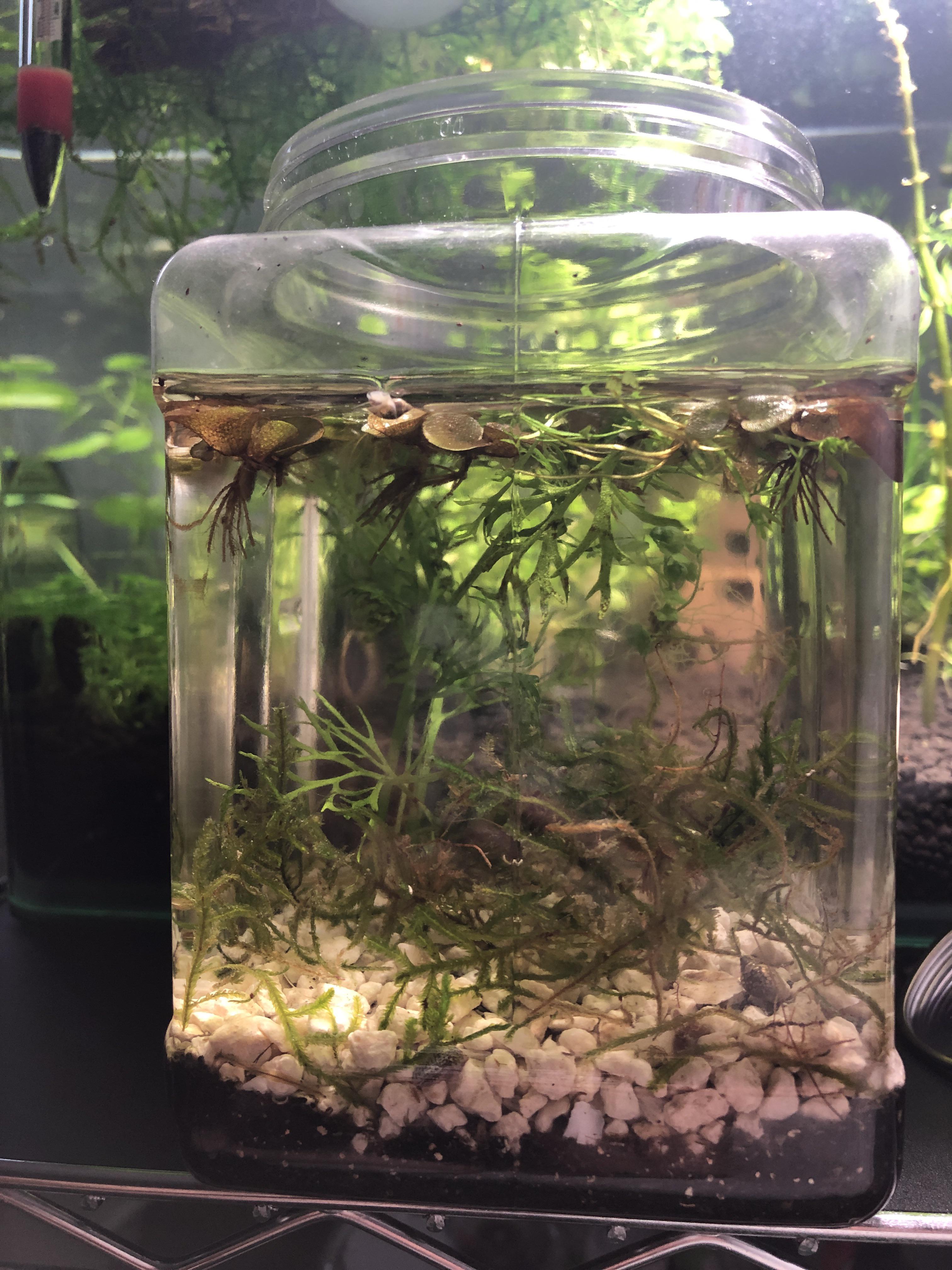 How long after mating do bladder snails lay eggs? More