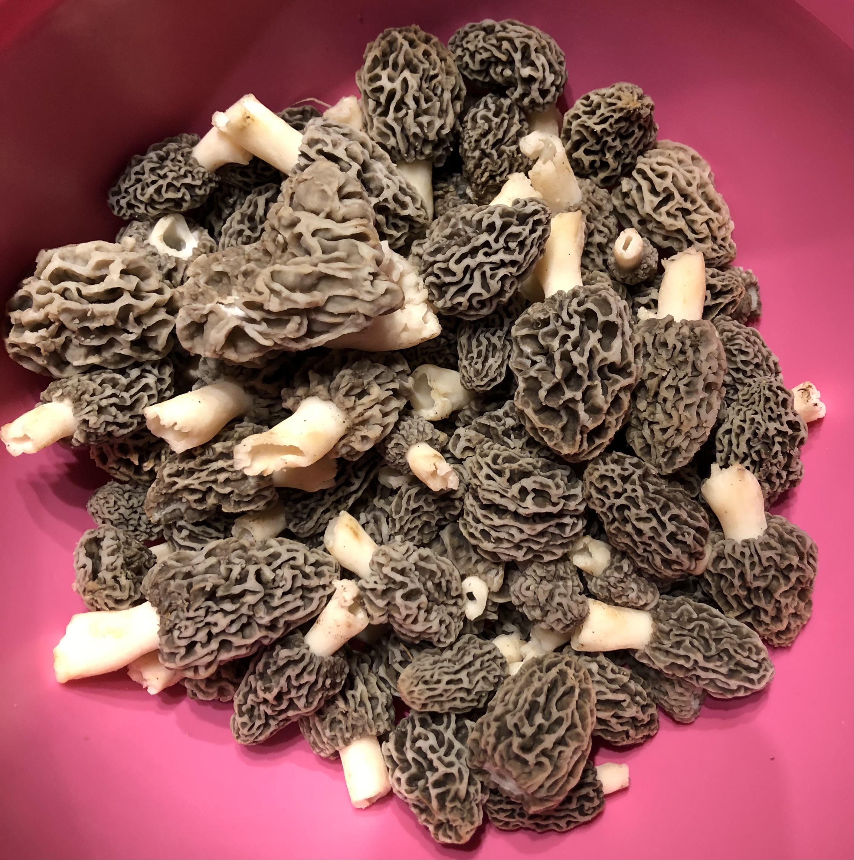 Morels from around my cut down apple tree.. r/KitchenConfidential