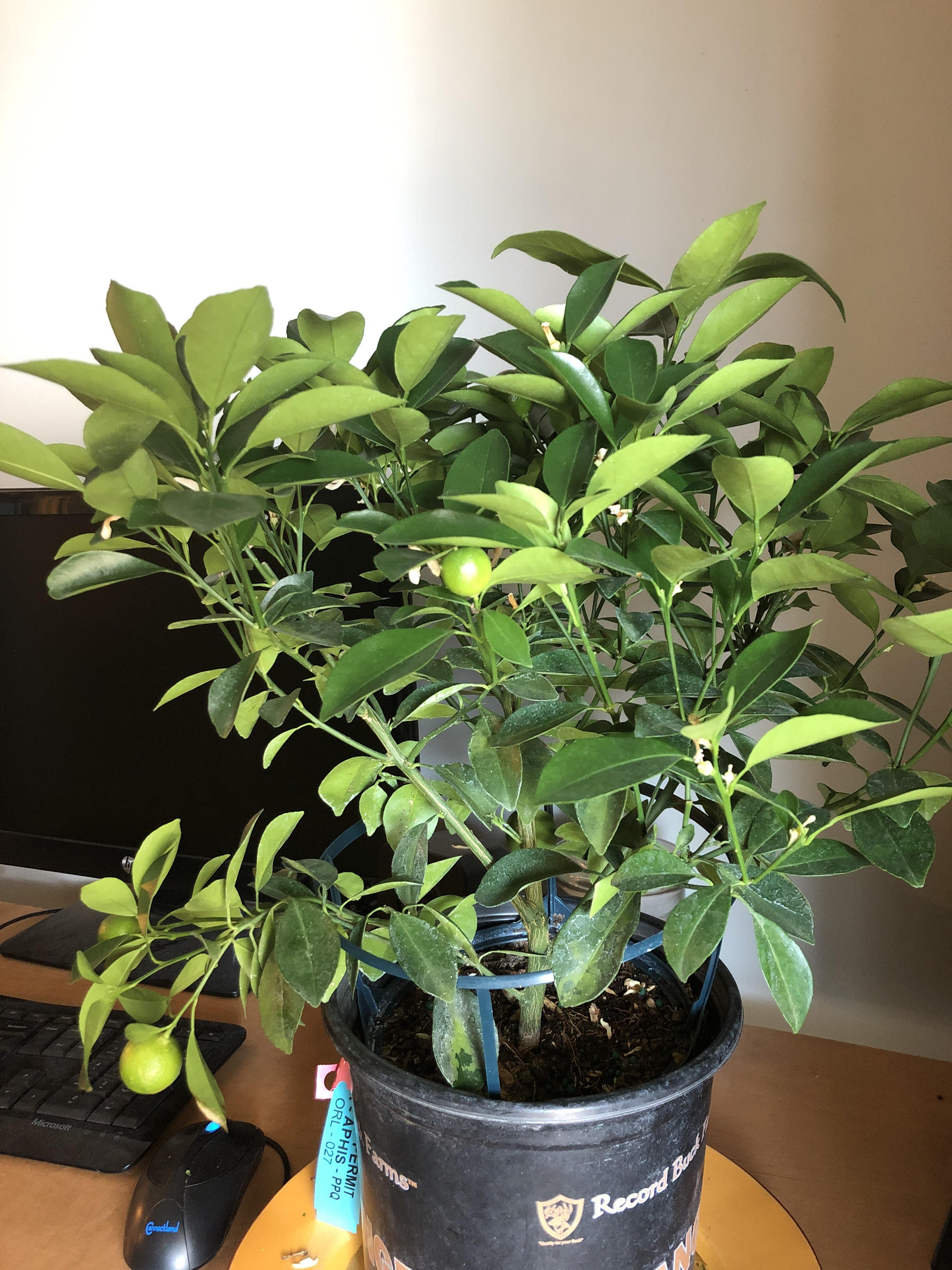 I really want to take the best possible care of my new calamondin plant