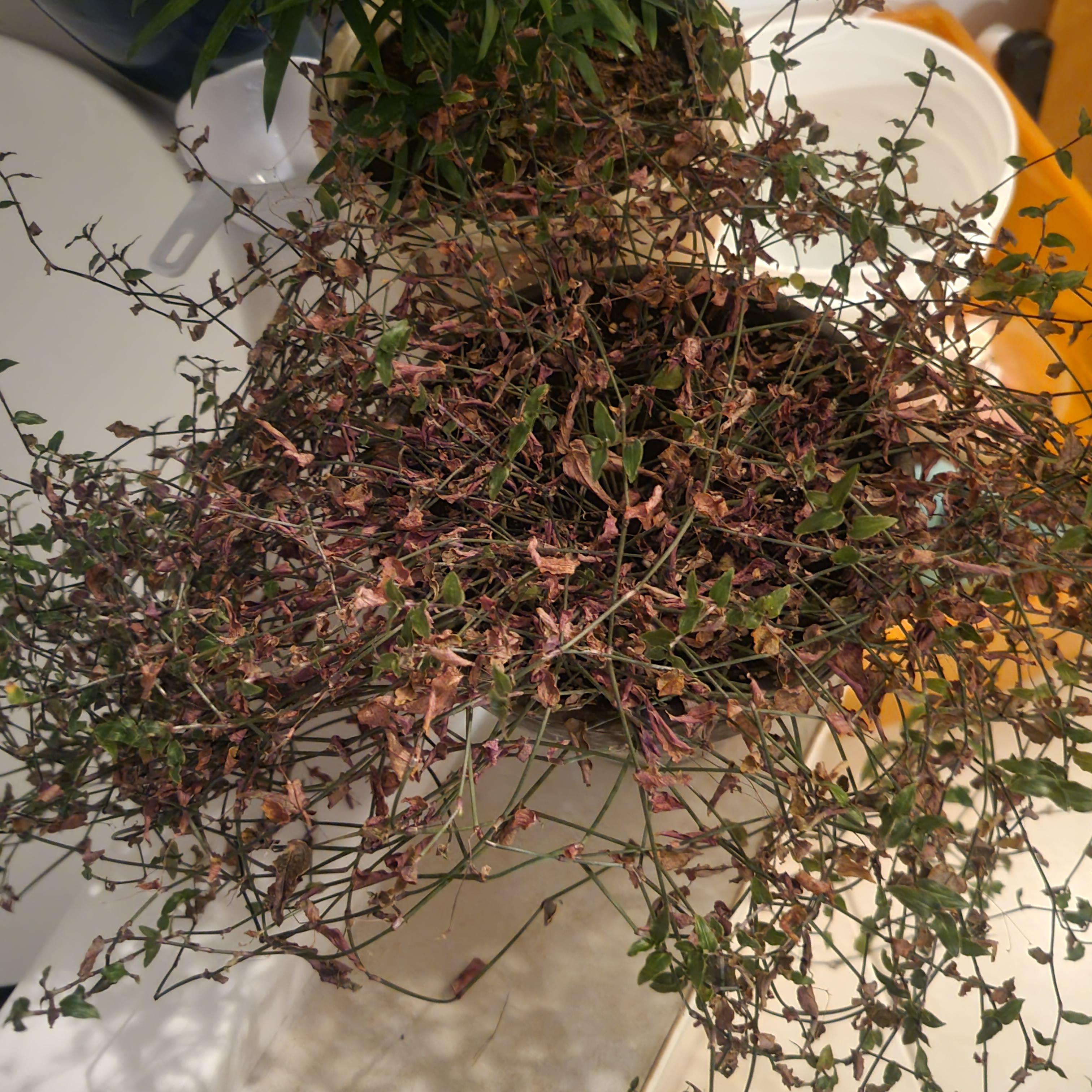 Tahitian Bridal Veil getting crispy leaves, please help! r/plantclinic