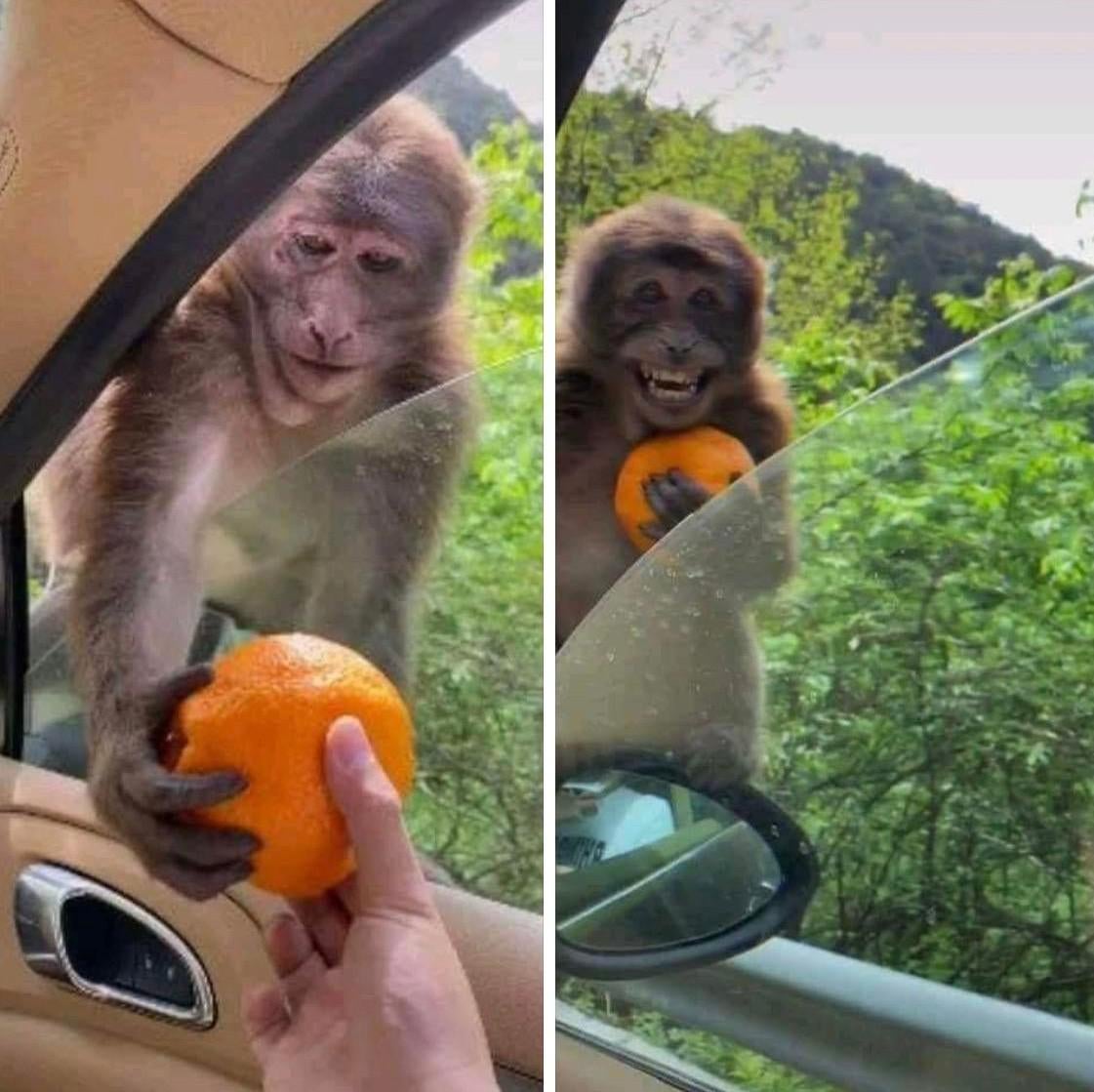 Monkey taking an orange template r/MemeTemplatesOfficial