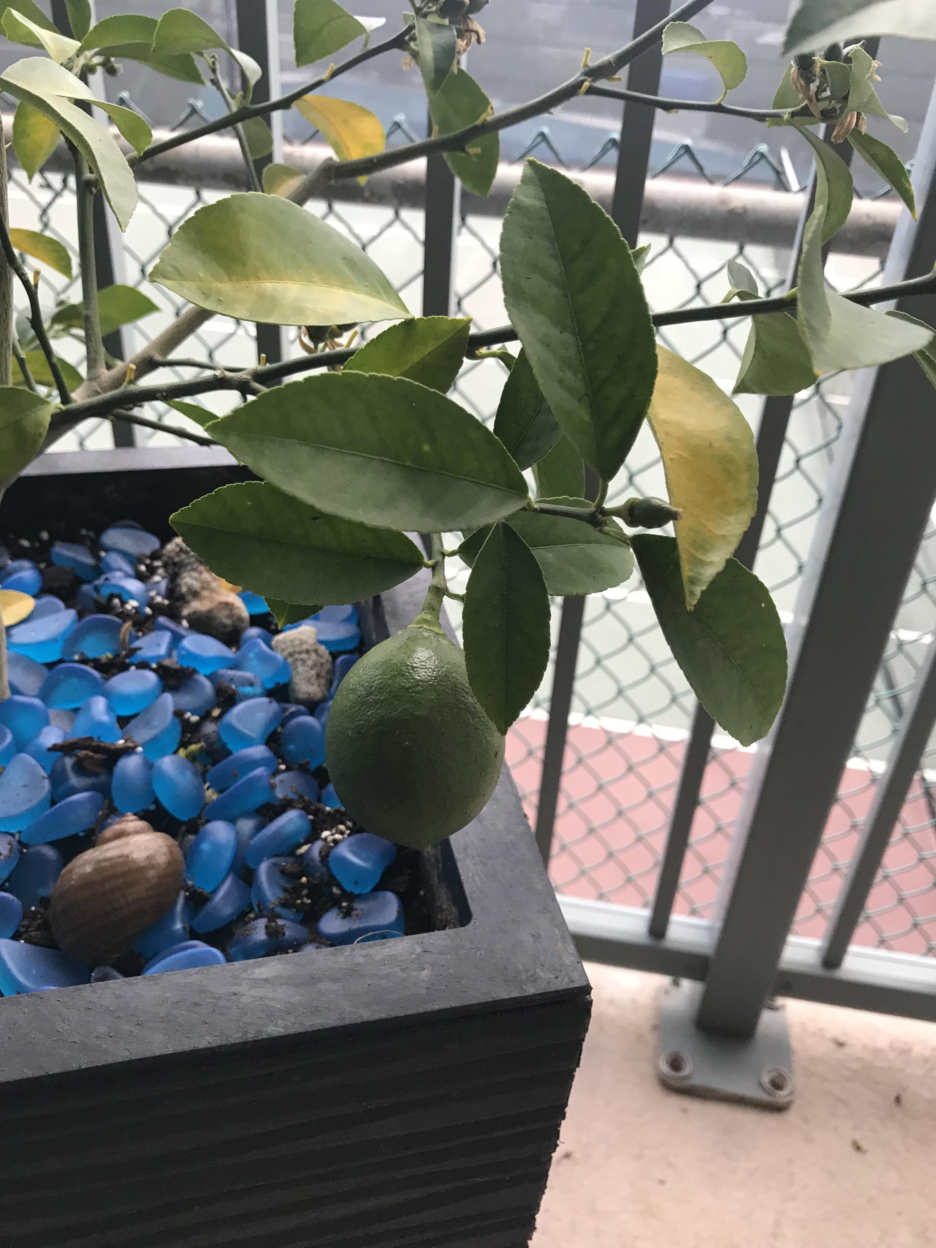 Bought a lemon tree labeled ‘Meyers Lemon’ at the hardware store in