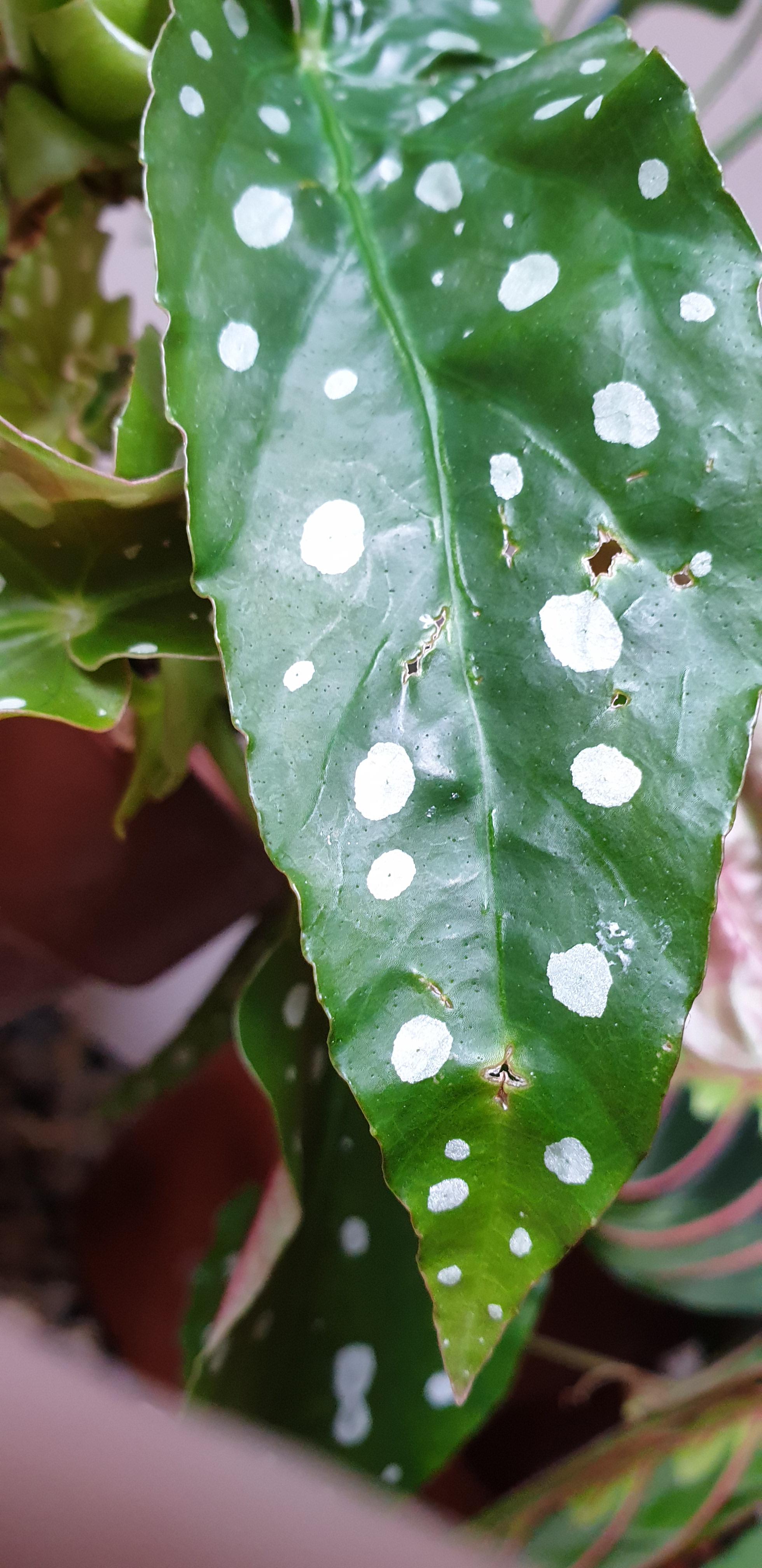What are these holes and cracks in my Begonia Maculata? r/plantclinic
