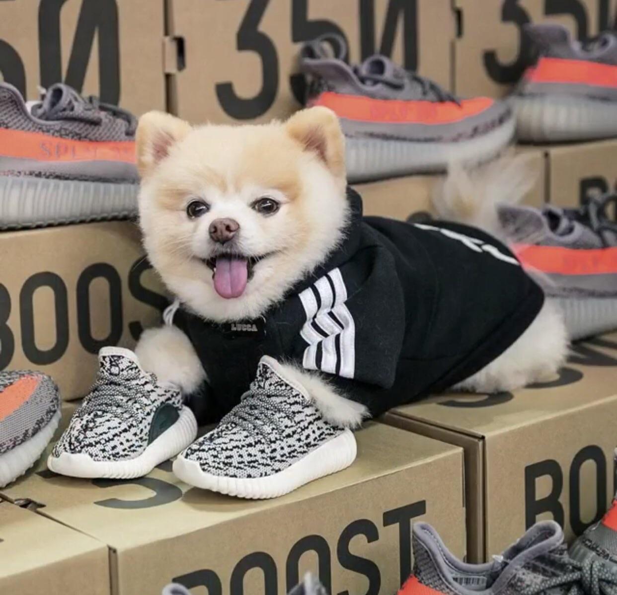 When she calls you a dog but you have real turtle doves r/Sneakers