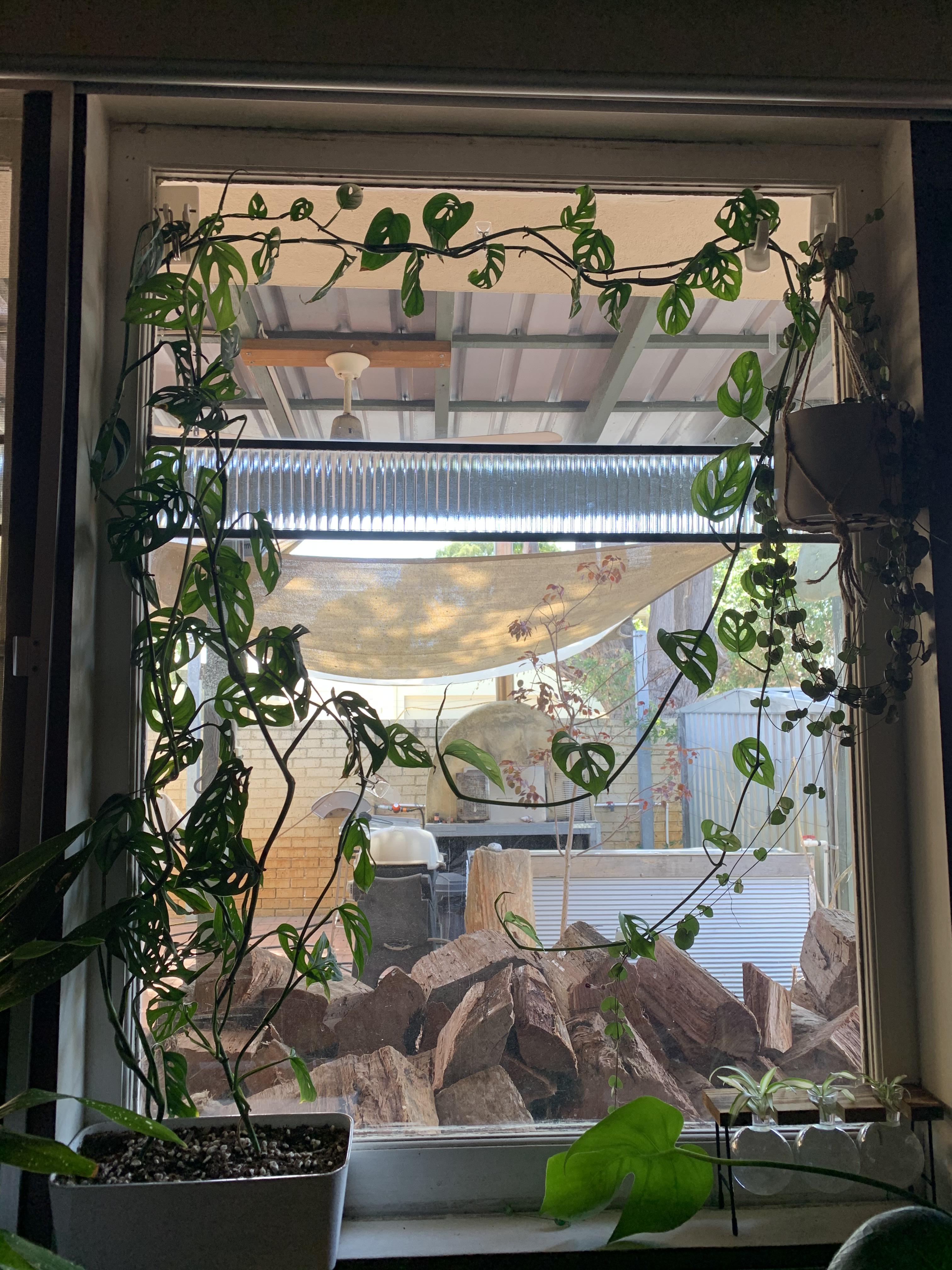 Attempt at a plant window r/houseplants