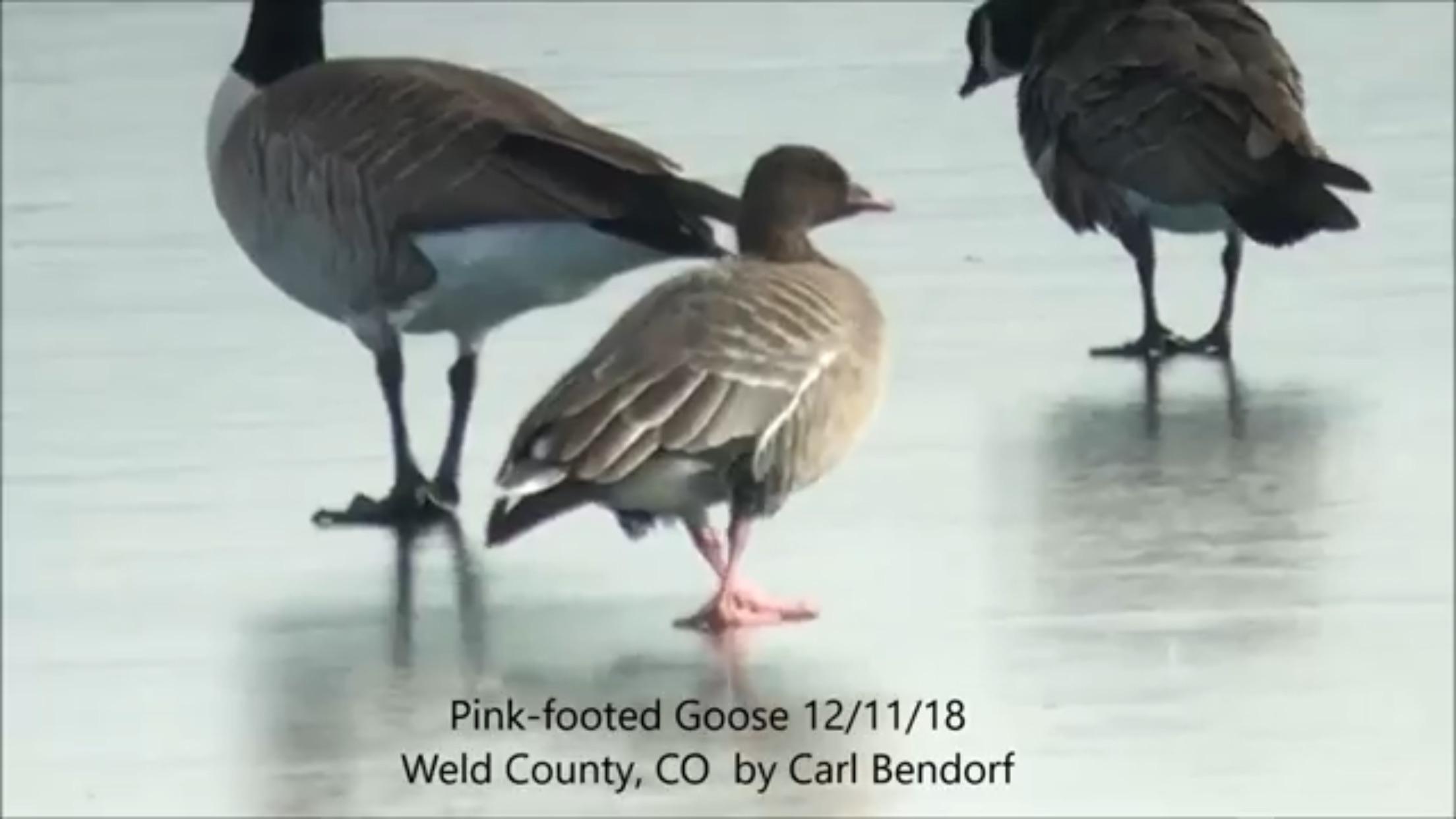 A pink footed goose spotted in Colorado. r/RealLifeShinies