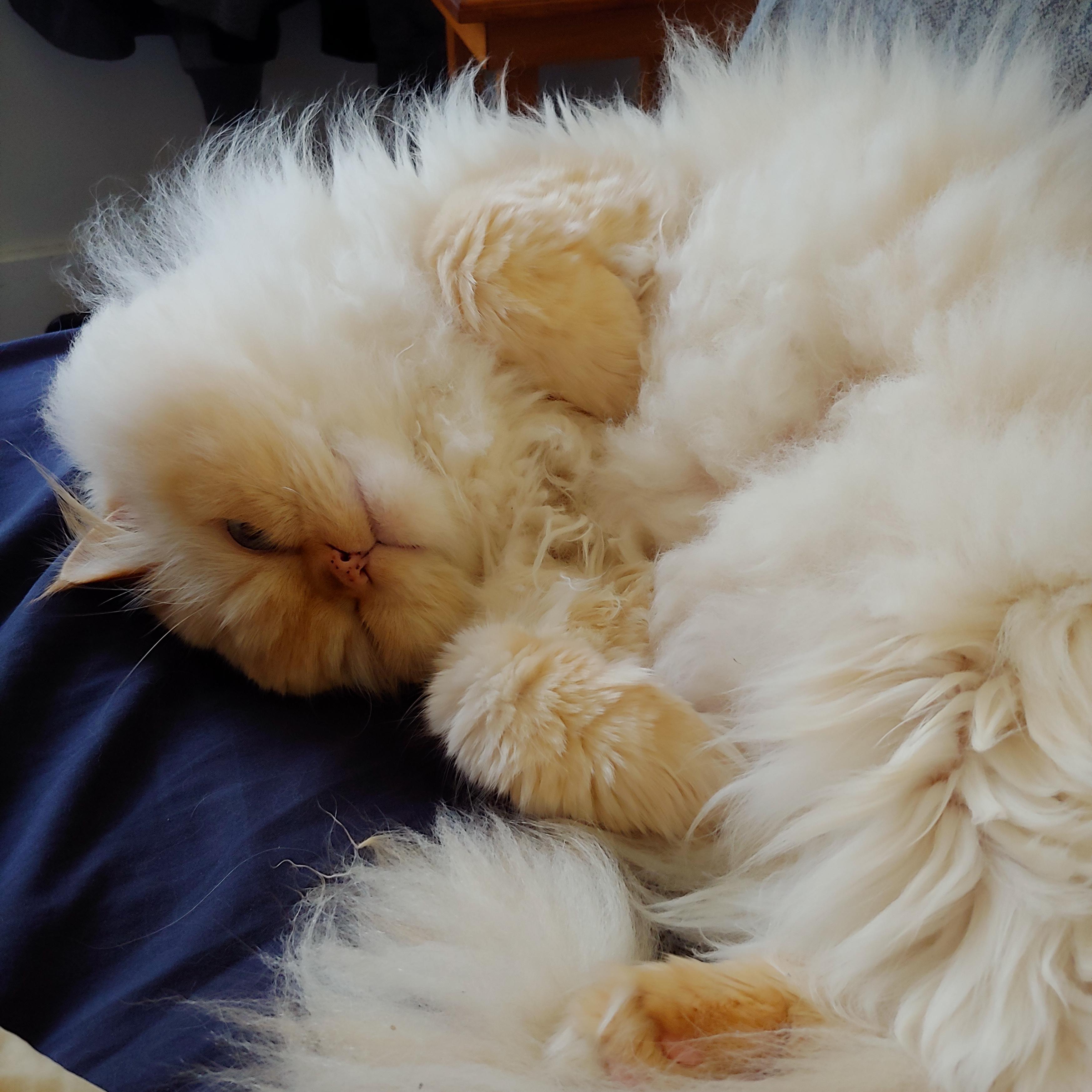 Meet Duke. He's 10 and a cross breed between a ragdoll and a Himalayan