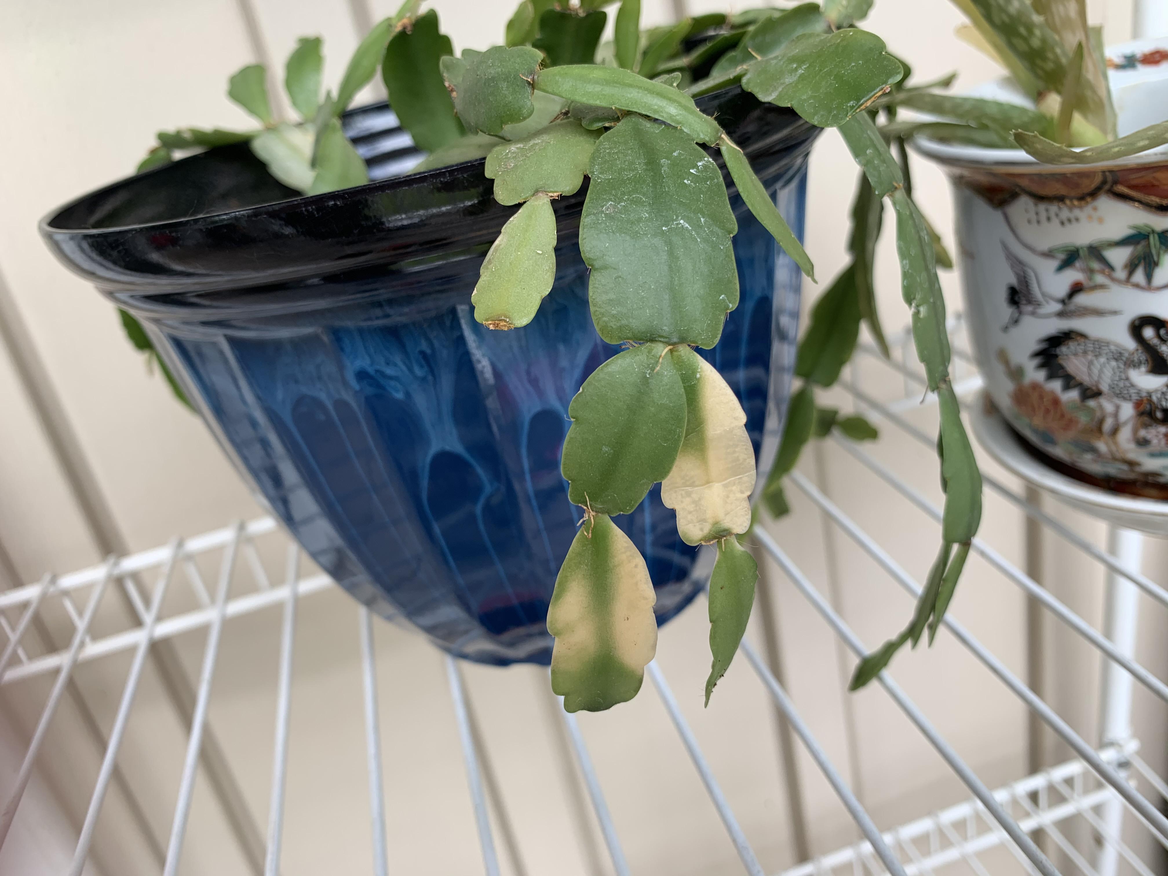 Christmas cactus turning white r/gardening