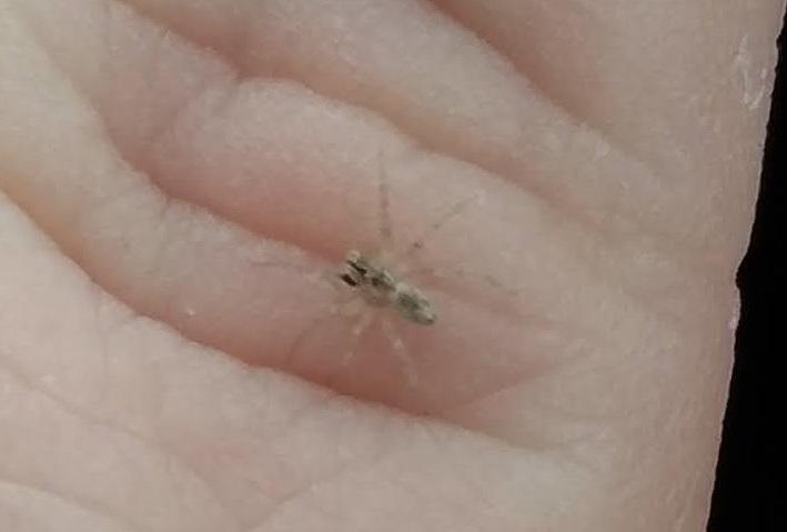 Found this tiny bug crawling on my leg (it's on knuckle here). Found