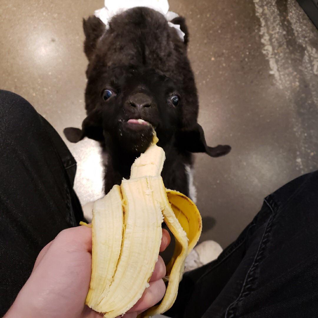 Go BANANAS! r/goats