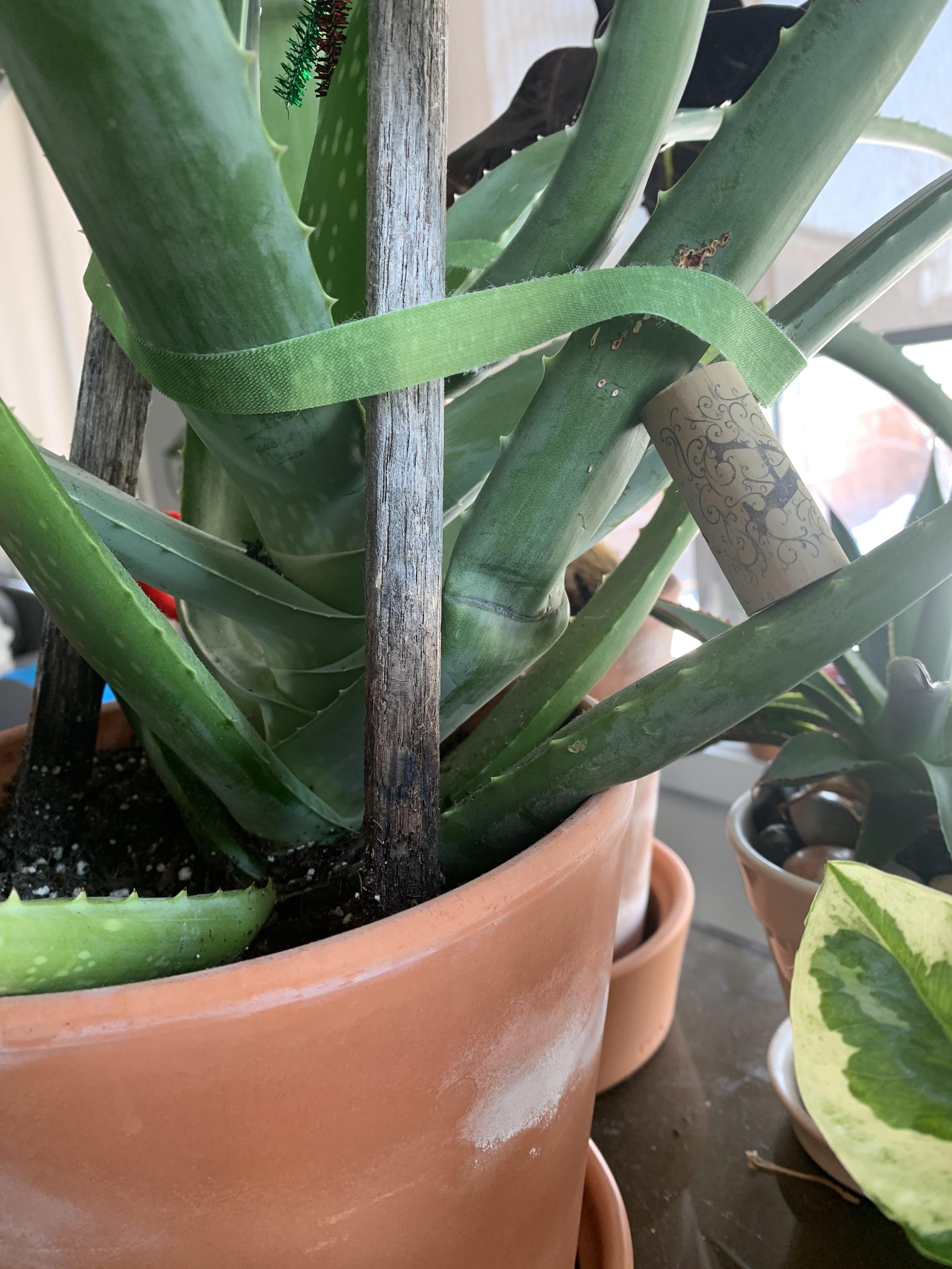 Aloe plant drooping what can I do? r/houseplants