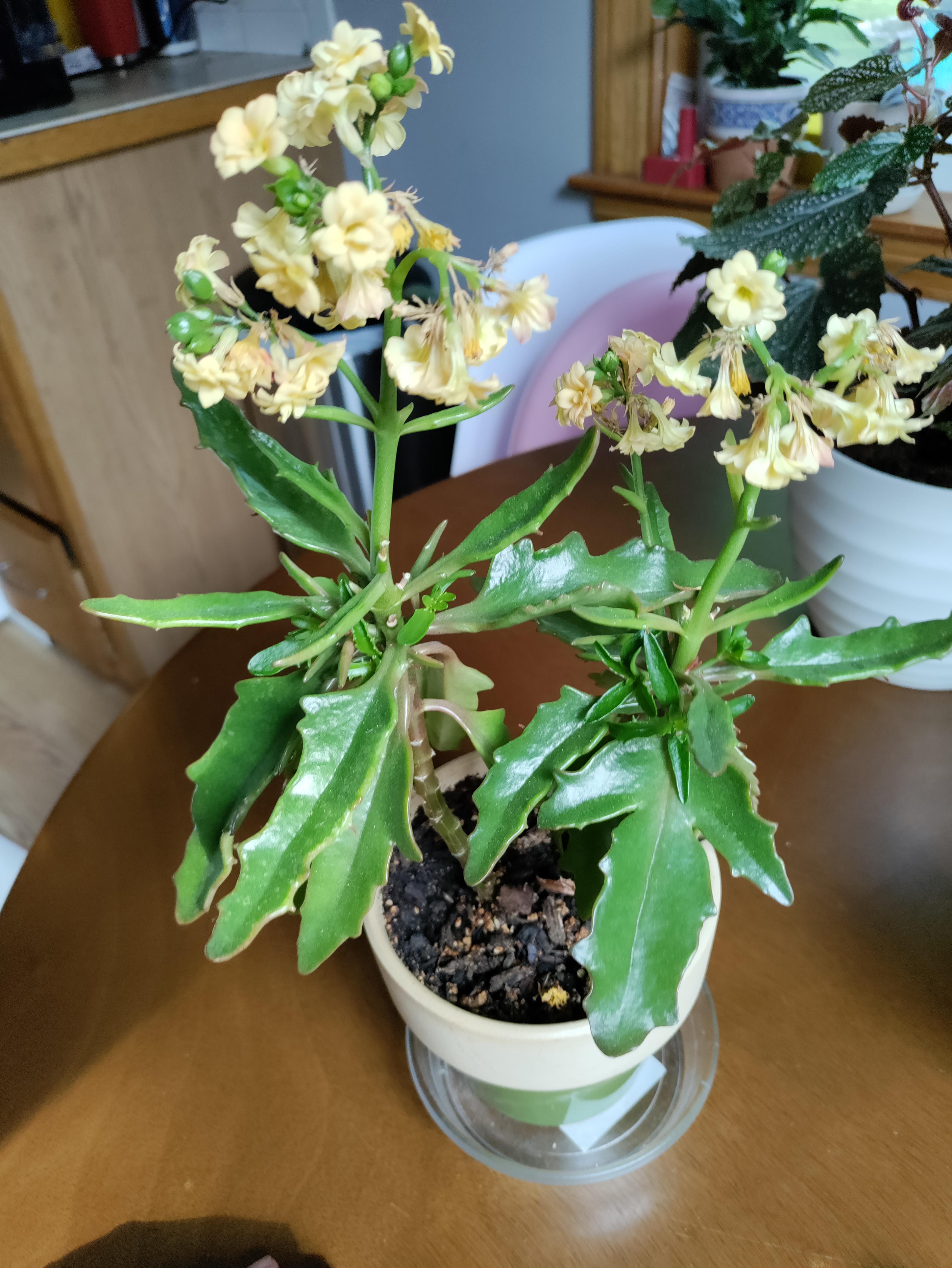 Hello everyone, sorry for bothering again but I’ve noticed that this