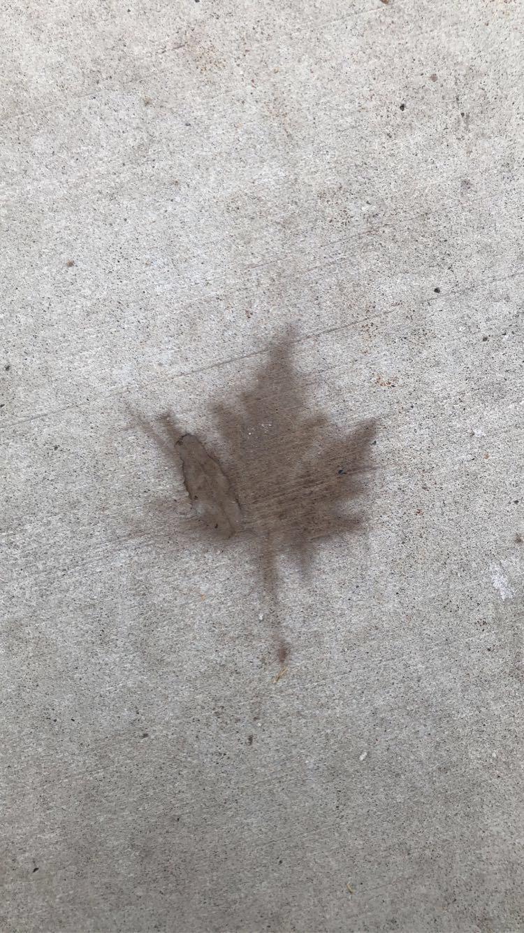 This leaf stain on the concrete r/mildlyinteresting
