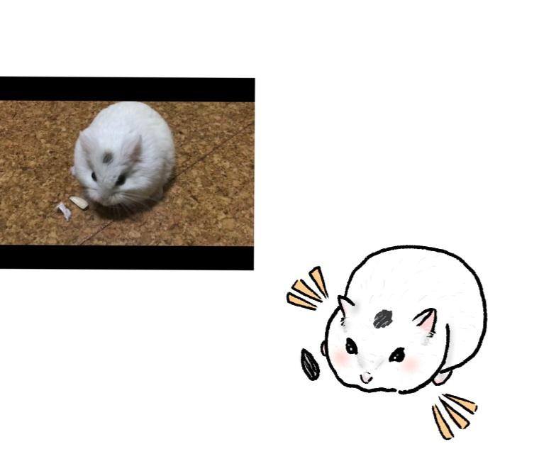 698 best r/hamster images on Pholder Meet my hamster