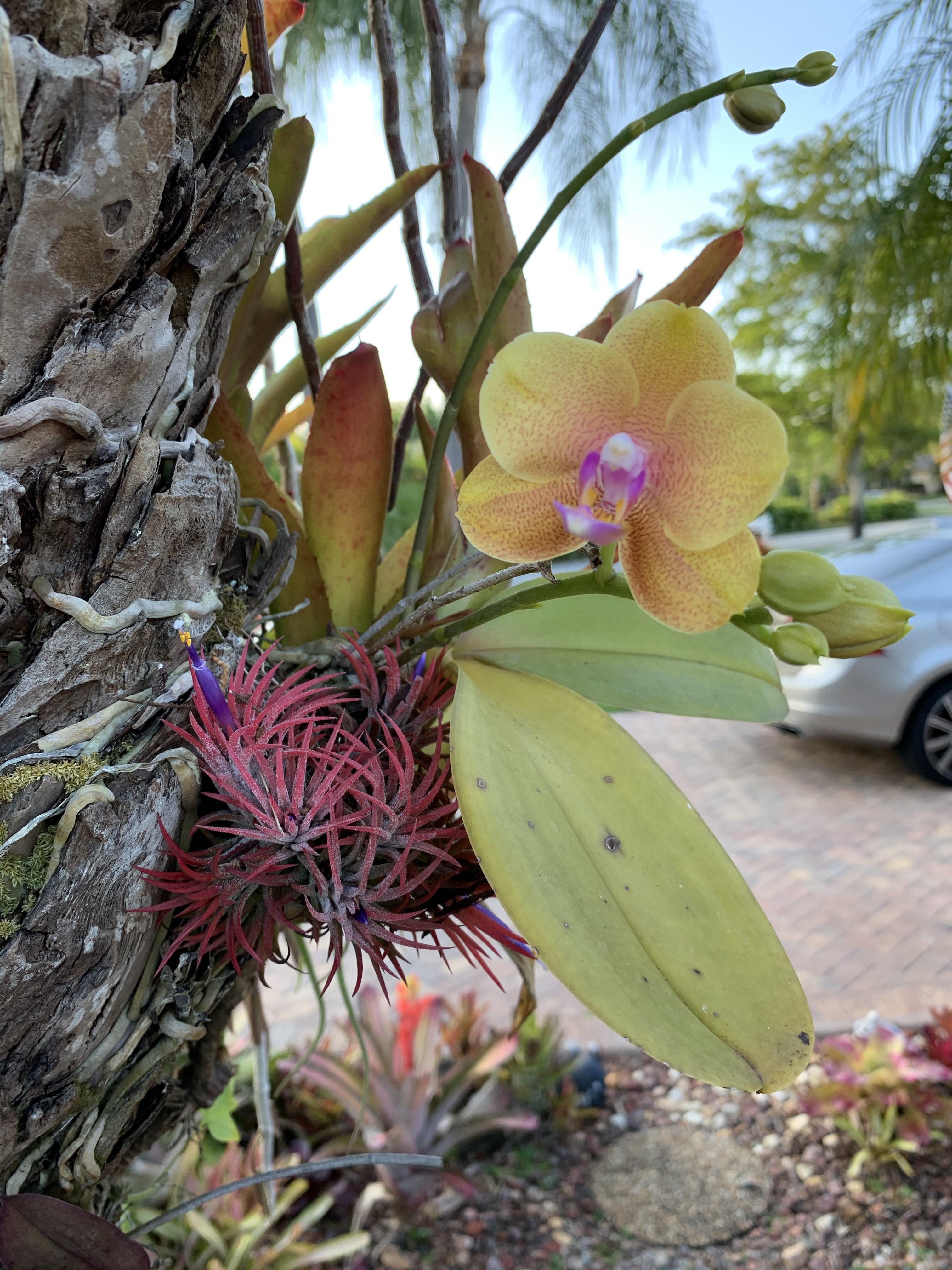 Air plant and Orchid working together to create quite the show! r/orchids