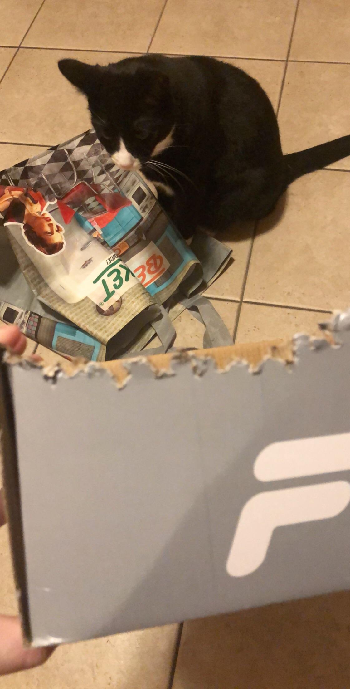 My cats eat their box. What do i do? r/cats