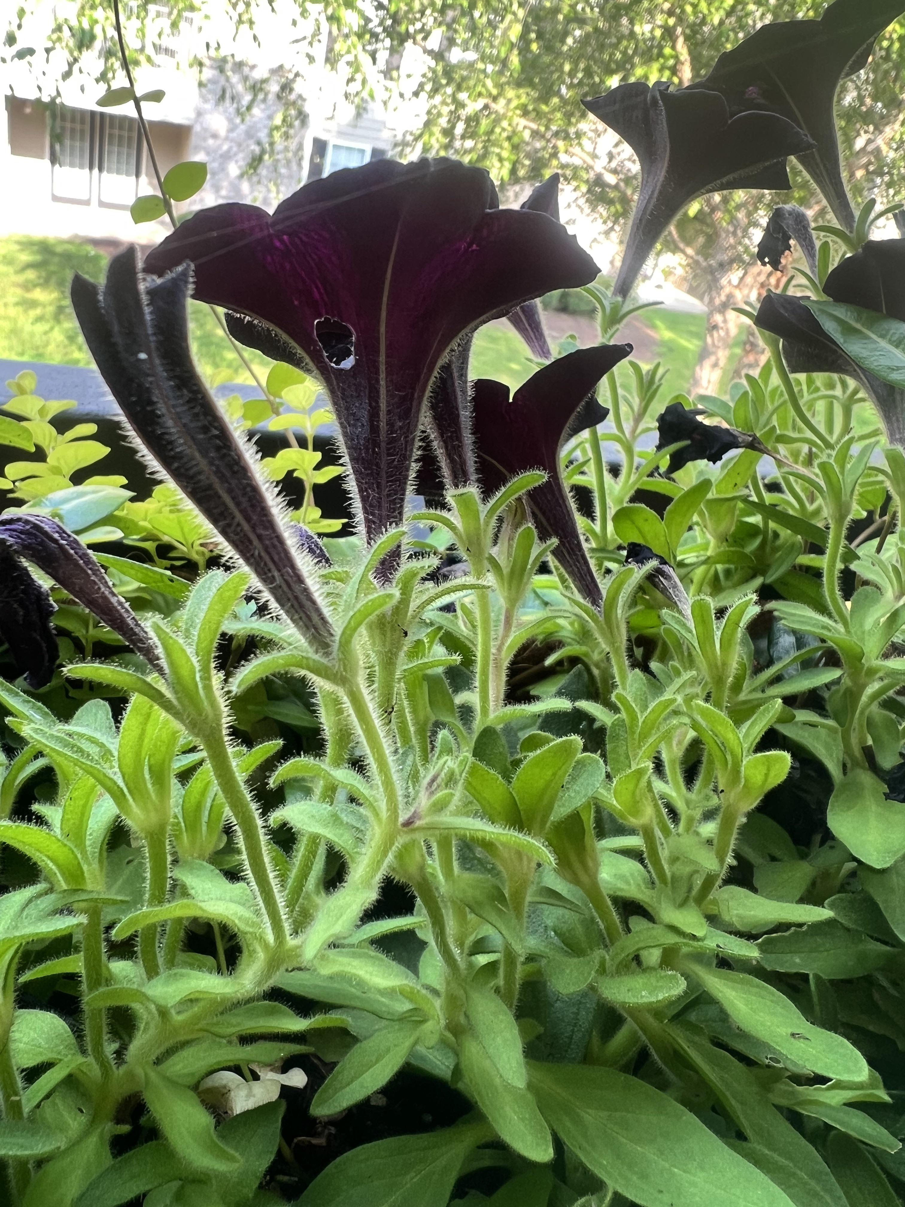 Something is eating holes through my Petunias // r/gardening
