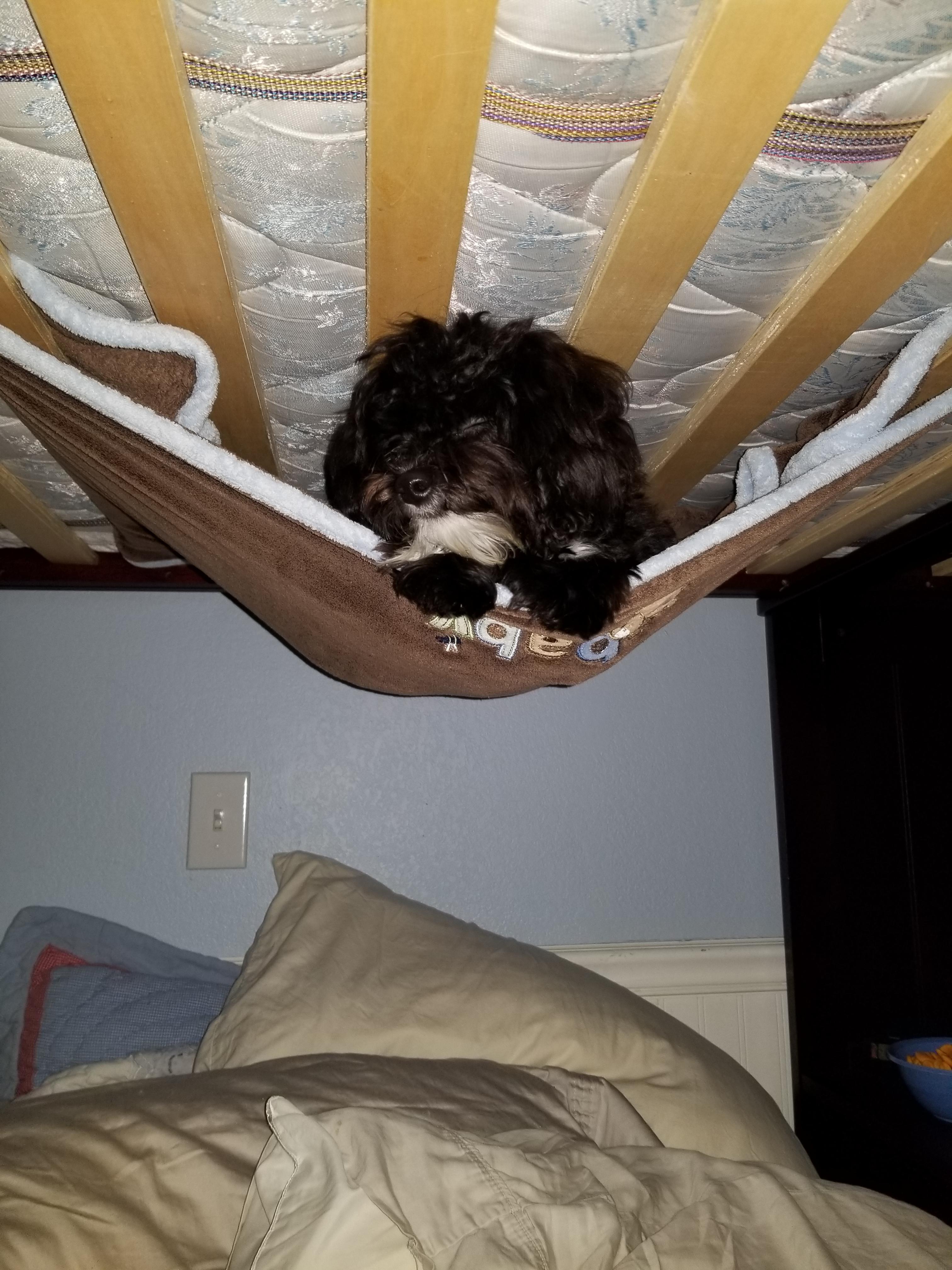 My puppy fell asleep in this blanket I wrapped around my bunk bed, so cute