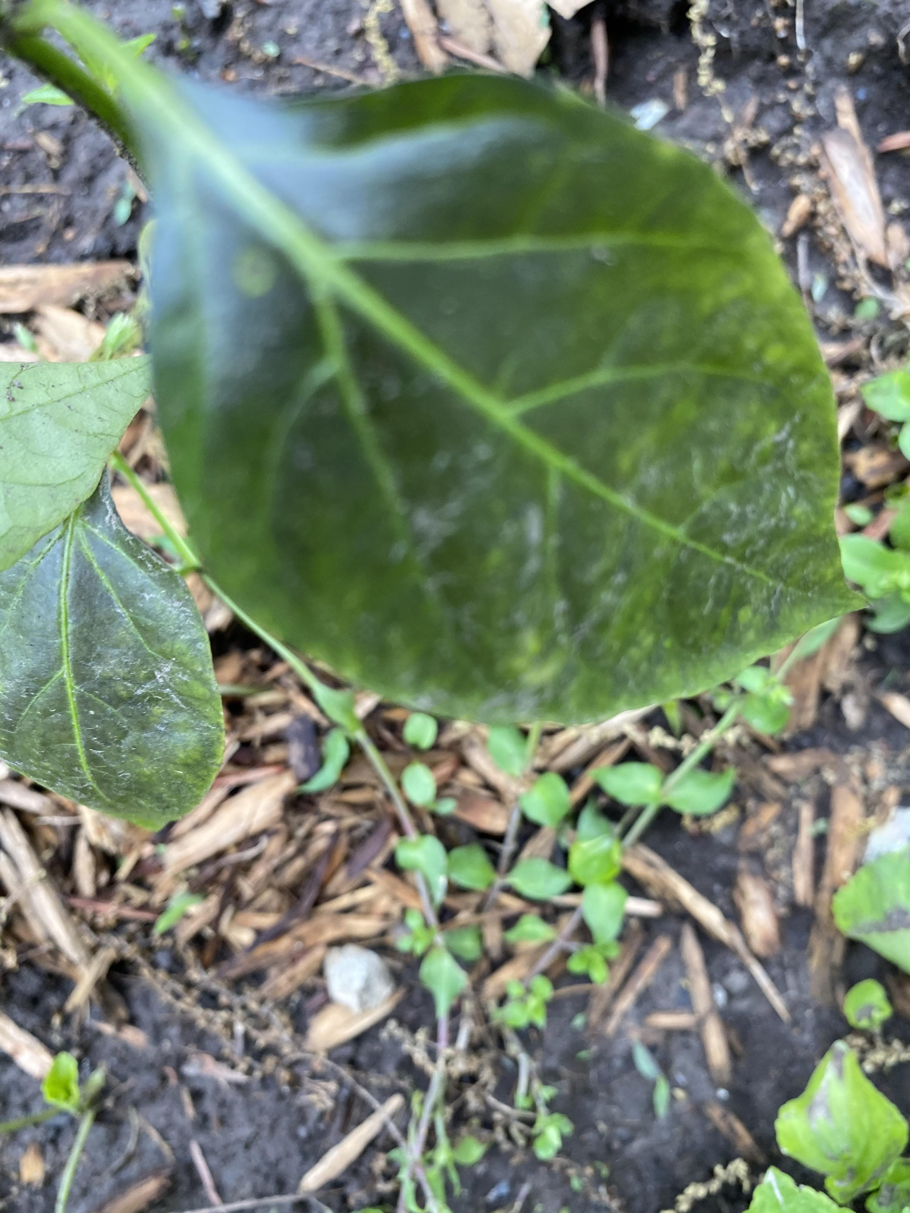 Any reason why the leaves on my pepper plants are turning black? r