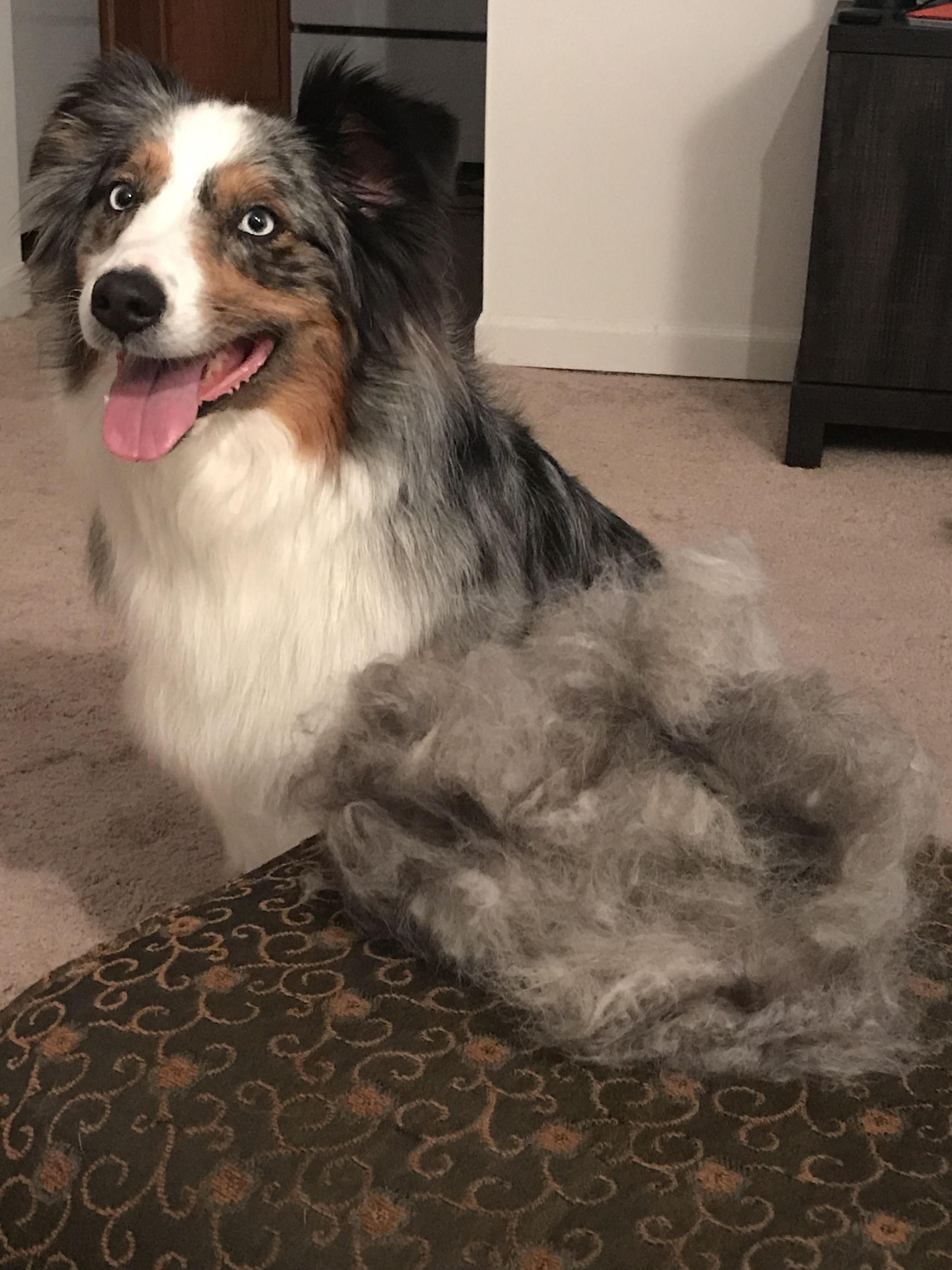 Do Australian Shepherds Shed A Lot