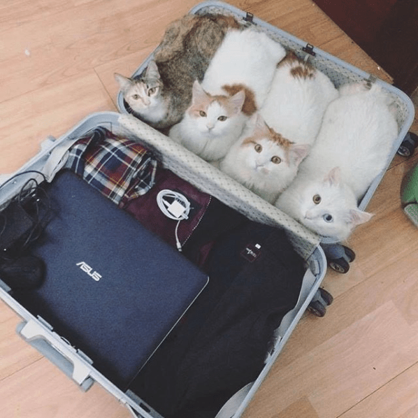 Pack only the essentials aww