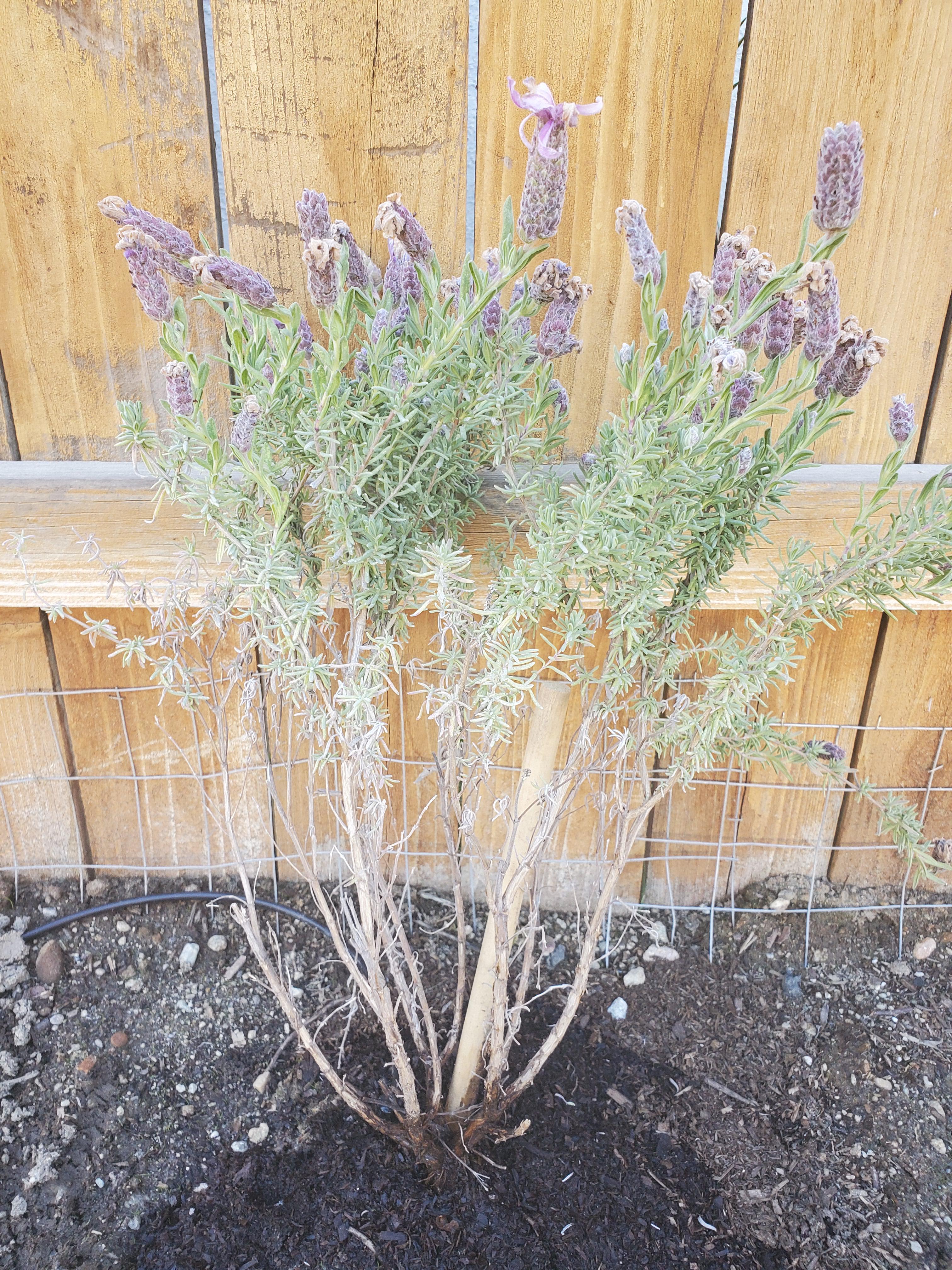 HELP! Whats wrong with my lavender? Not as vibrant as the others r