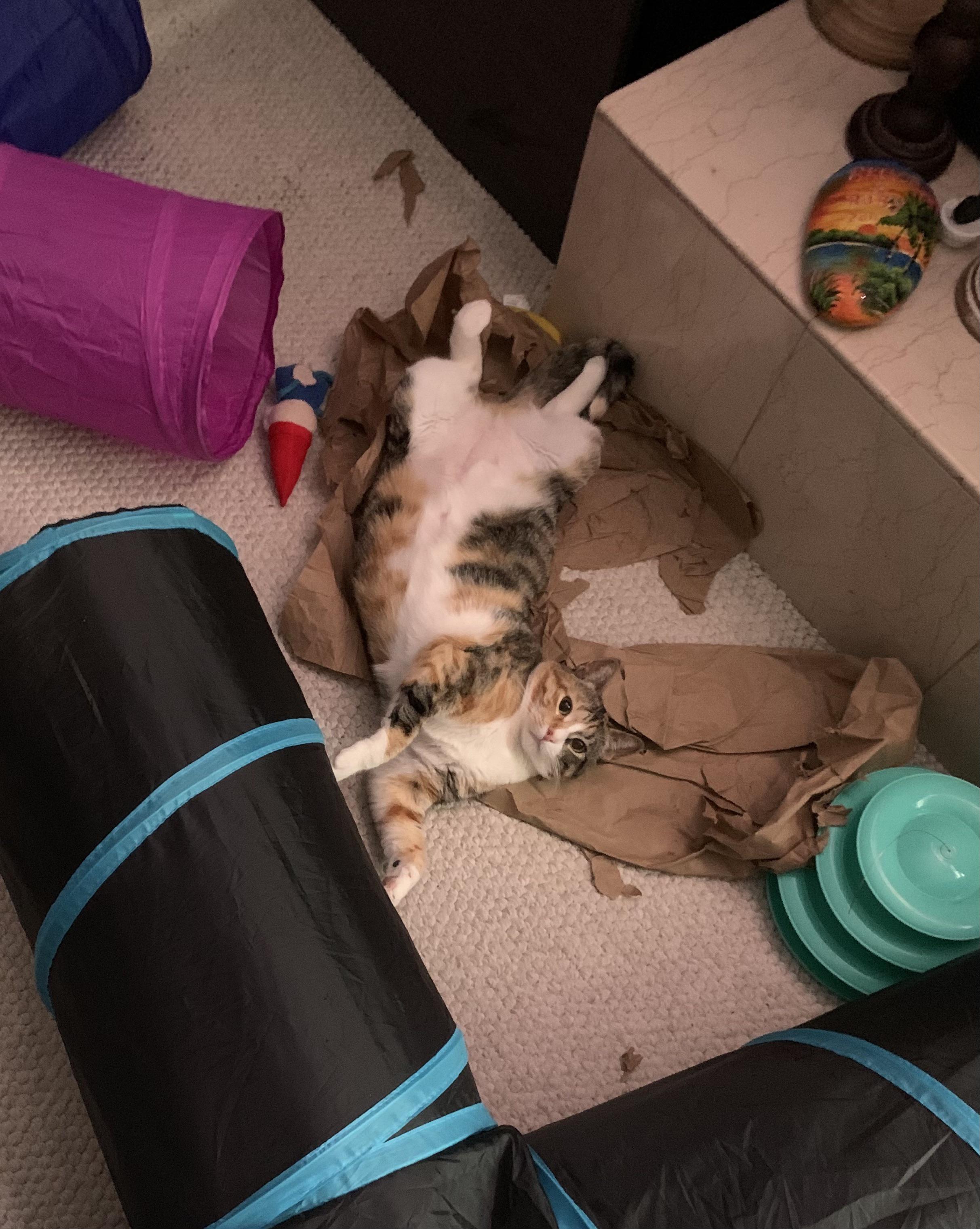 She rather sleep on trash than her bed r/cat