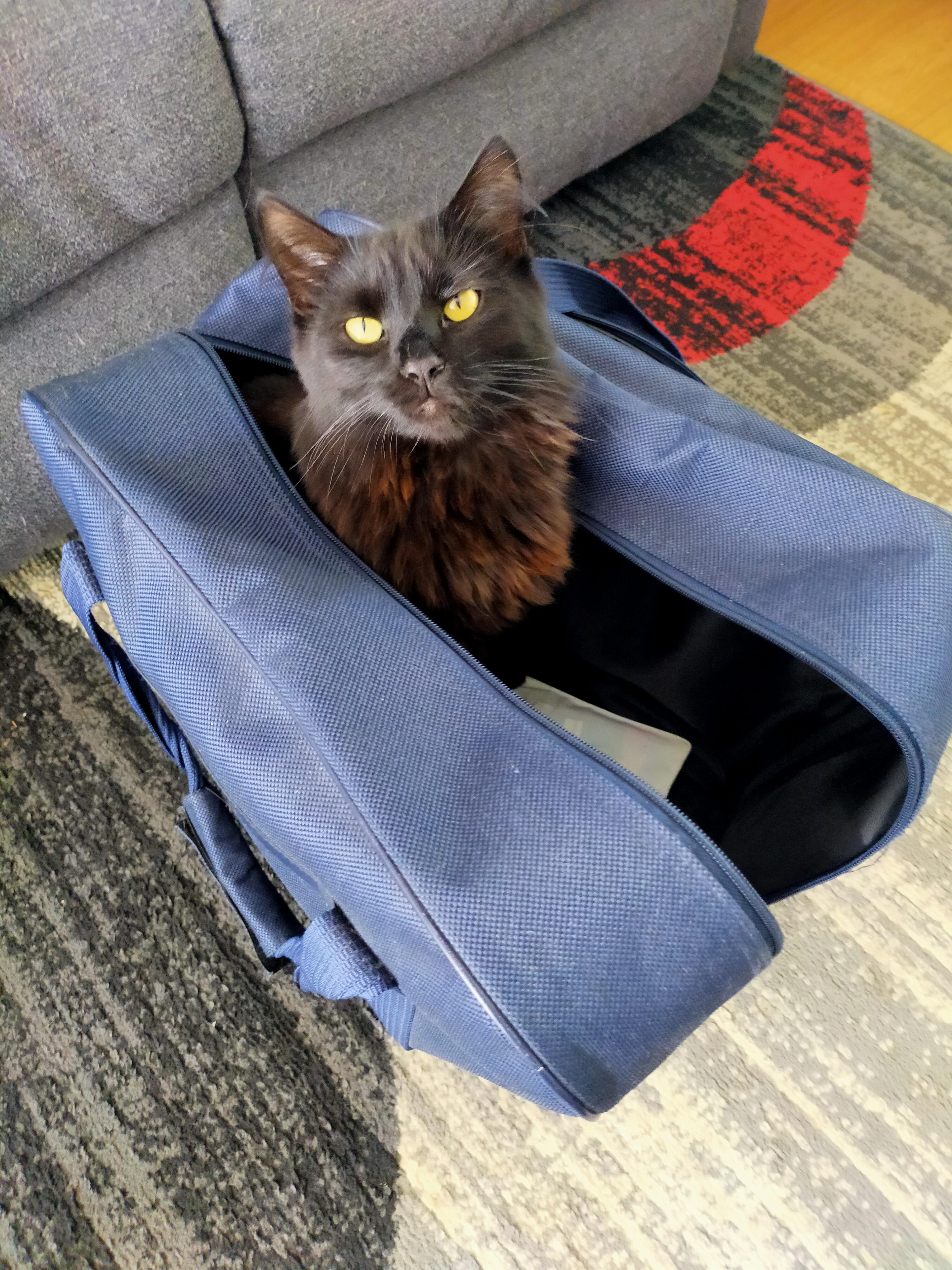 Do sewing machine bags count? r/CatTrap