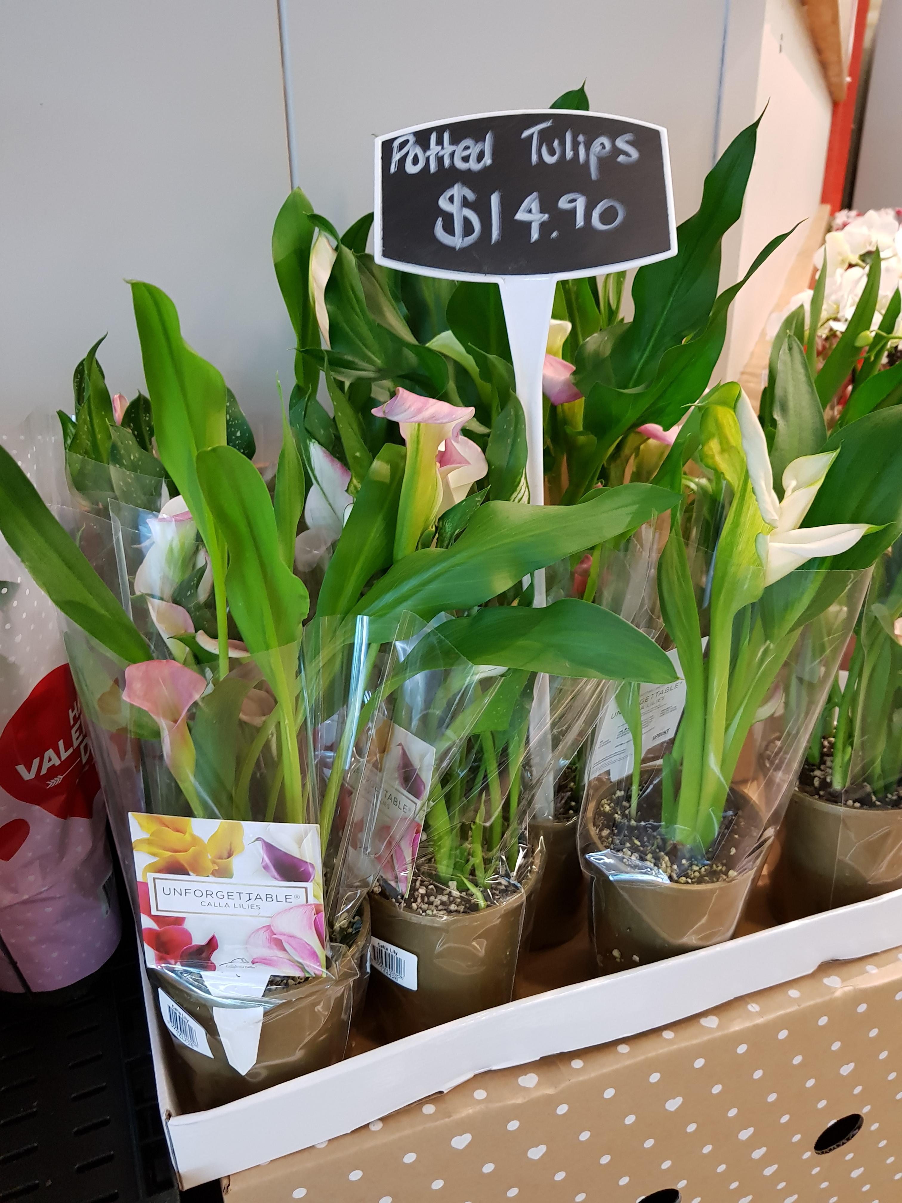 Woolworths Valentine's day "tulips" r/australia