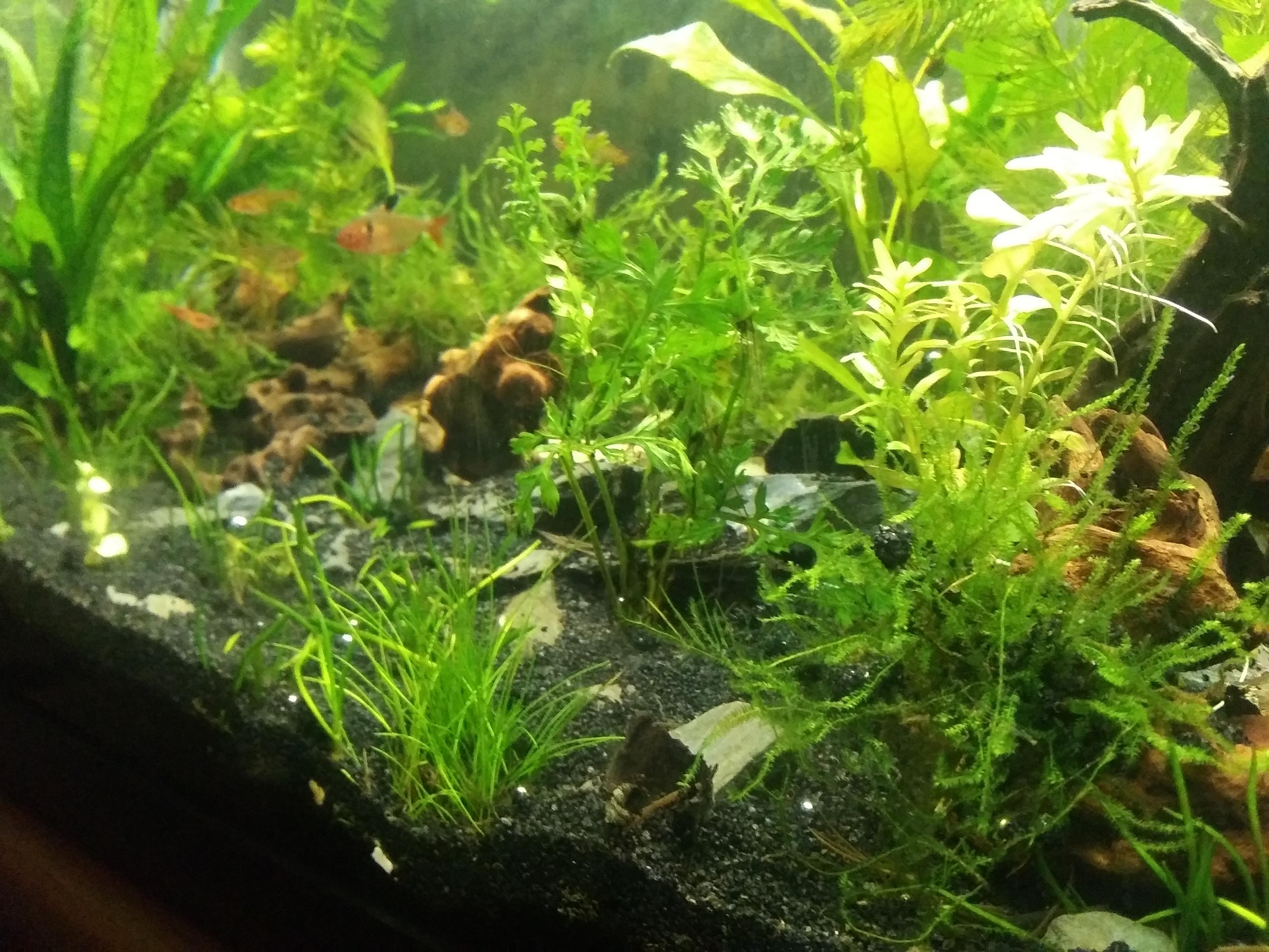 10 gallon shrimp tank is finally growing in after 3 months r/PlantedTank
