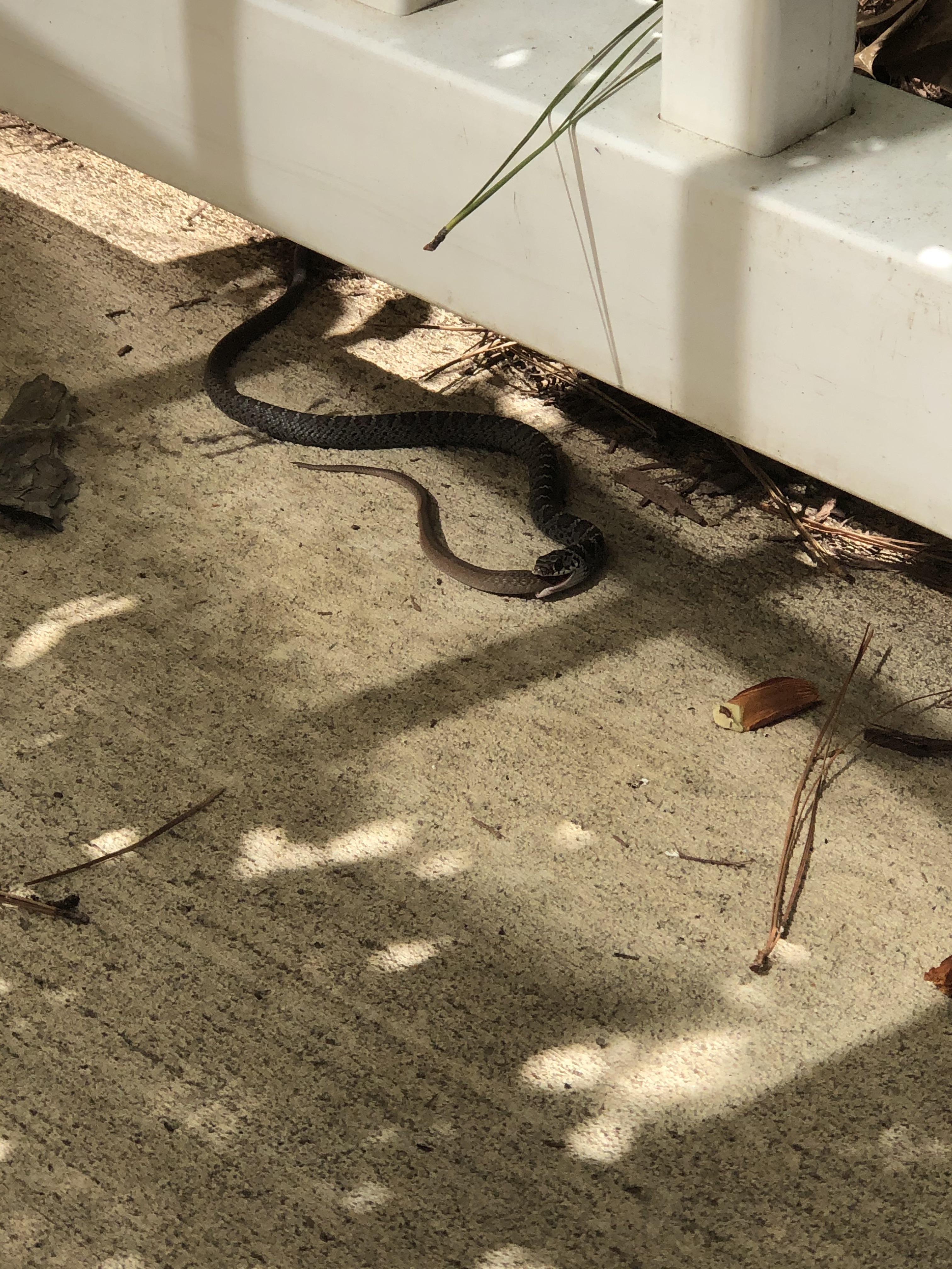 This snake on my porch decided to eat another snake. 🐍 r/natureismetal