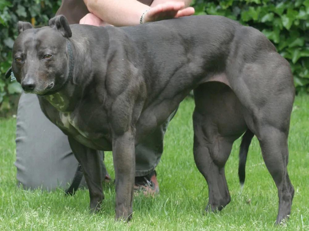 Since everyone liked that Belgian Blue Bull, here’s a whippet dog named