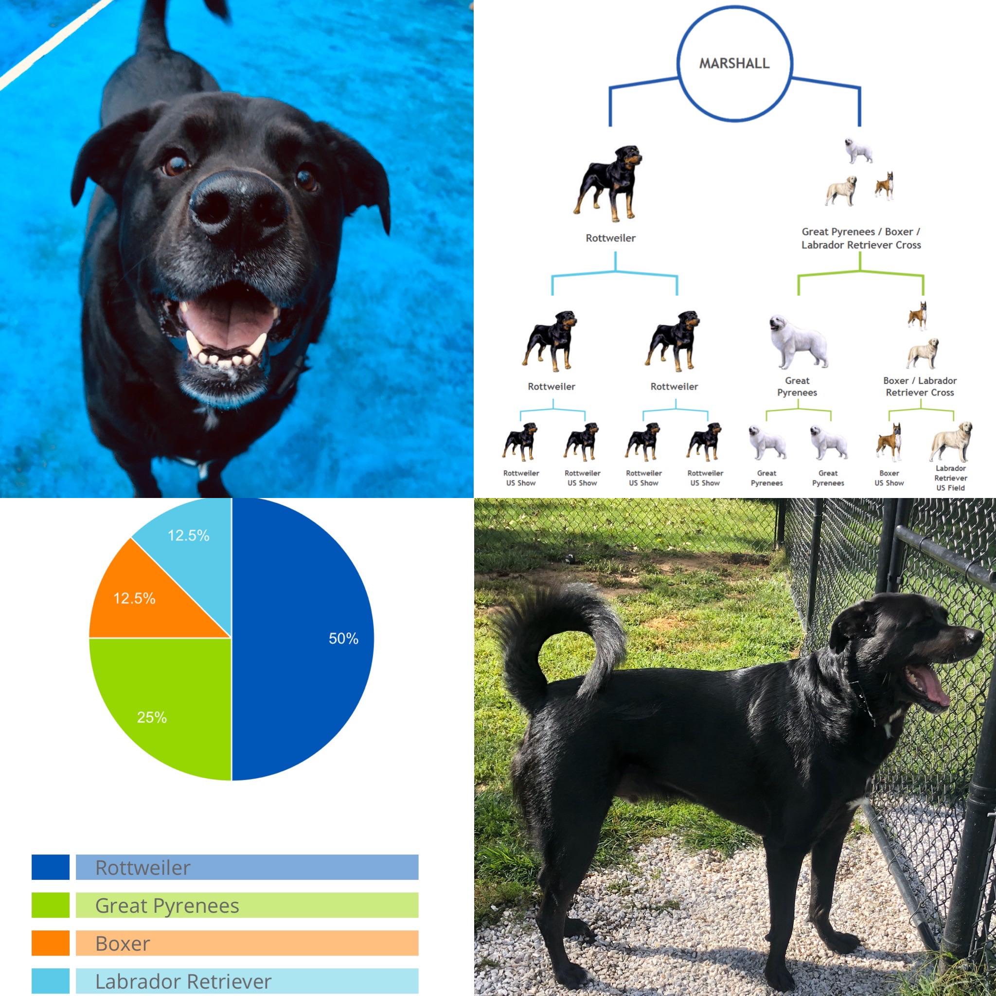 Marshall Henry, our “black lab/border collie”, is 125lbs