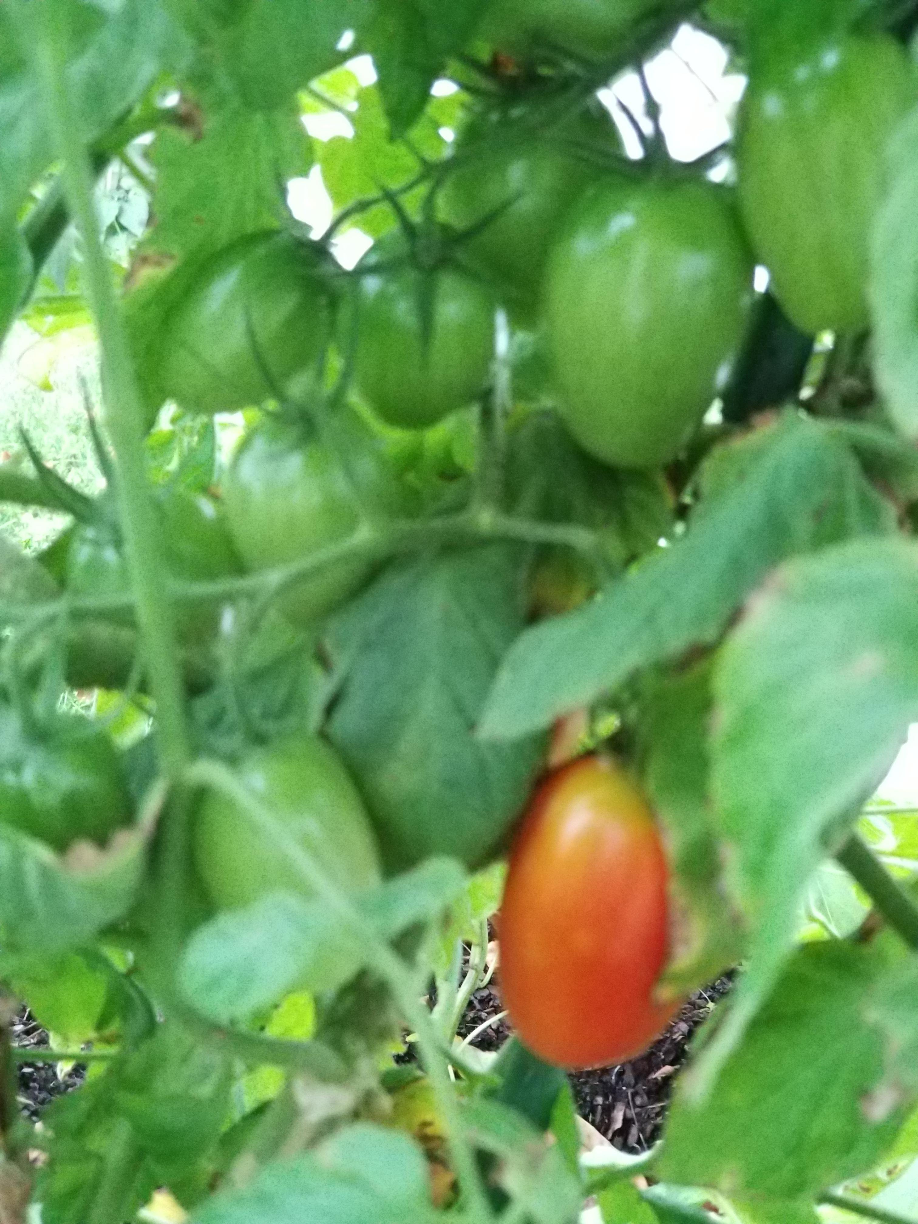 As a jersey girl, tomatoes are are warm from the ground, sold at farm