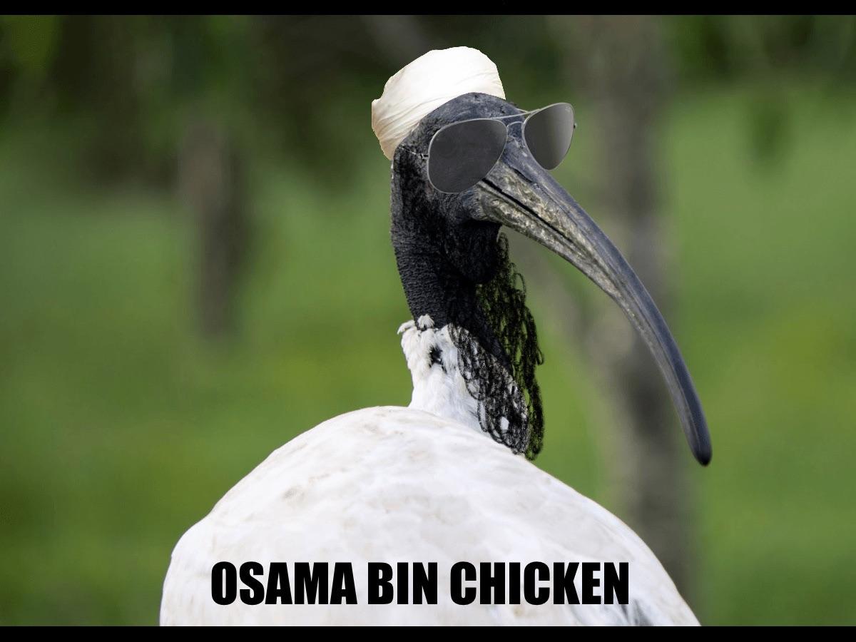 Osama Bin Chicken r/AusMemes