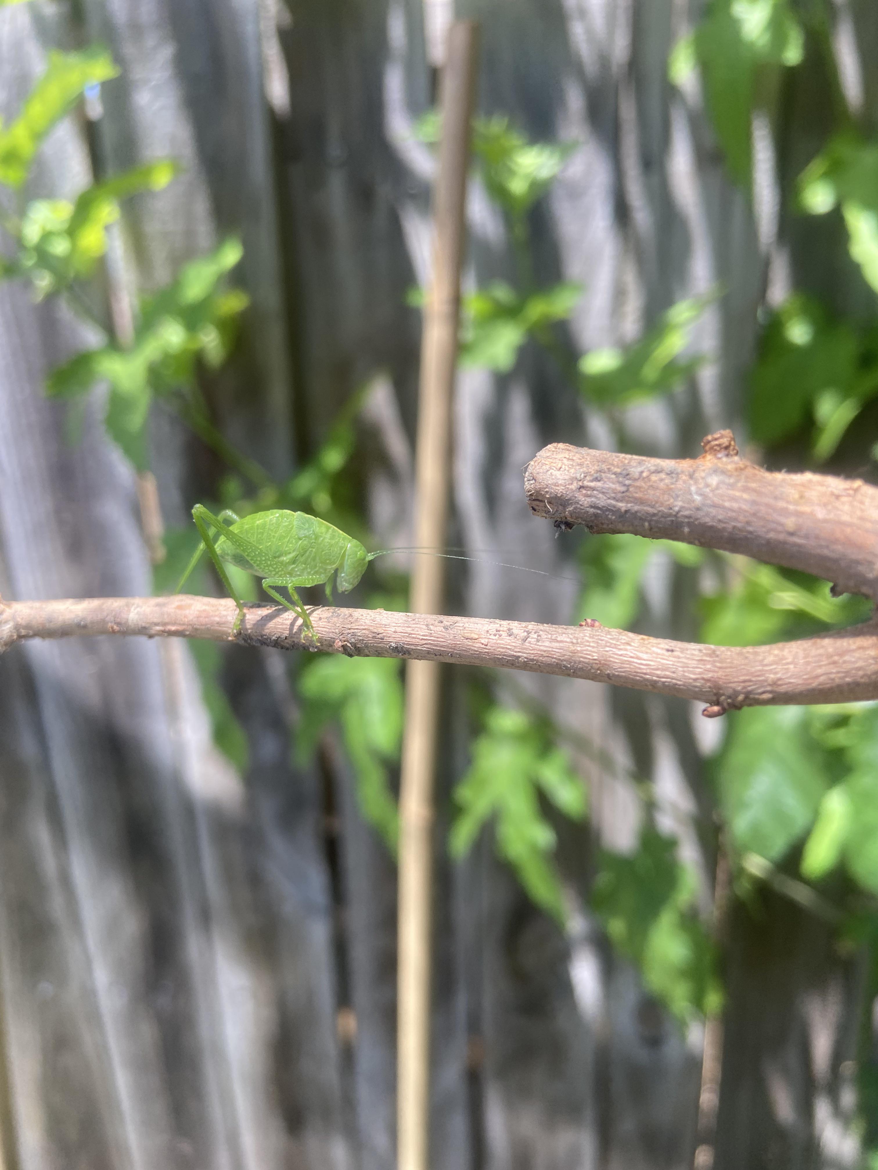 What bug is this? Location Dallas area in Texas insects