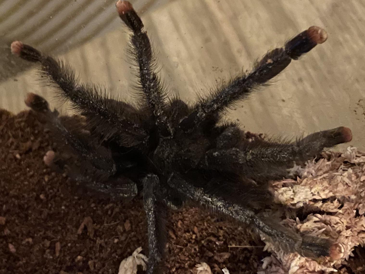 Worried r/tarantulas